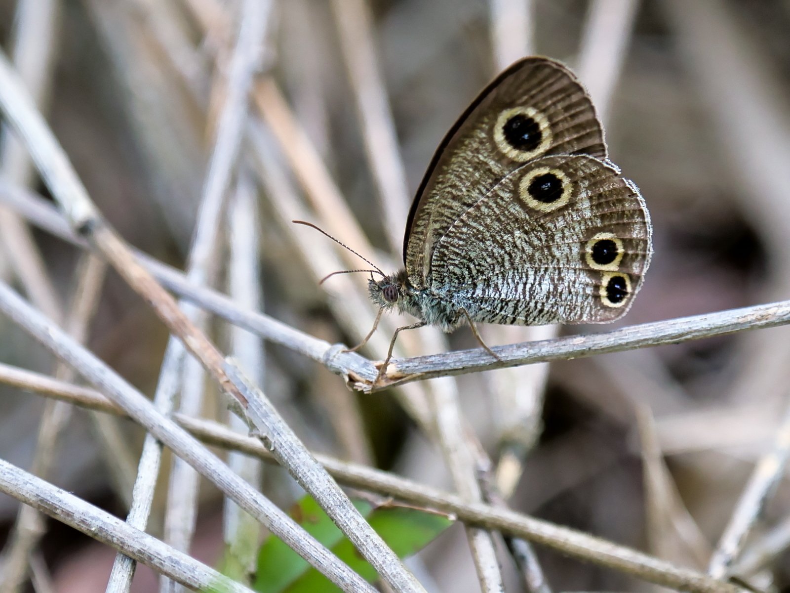 蝶-232】ウラナミジャノメ｜Makoqujila_note