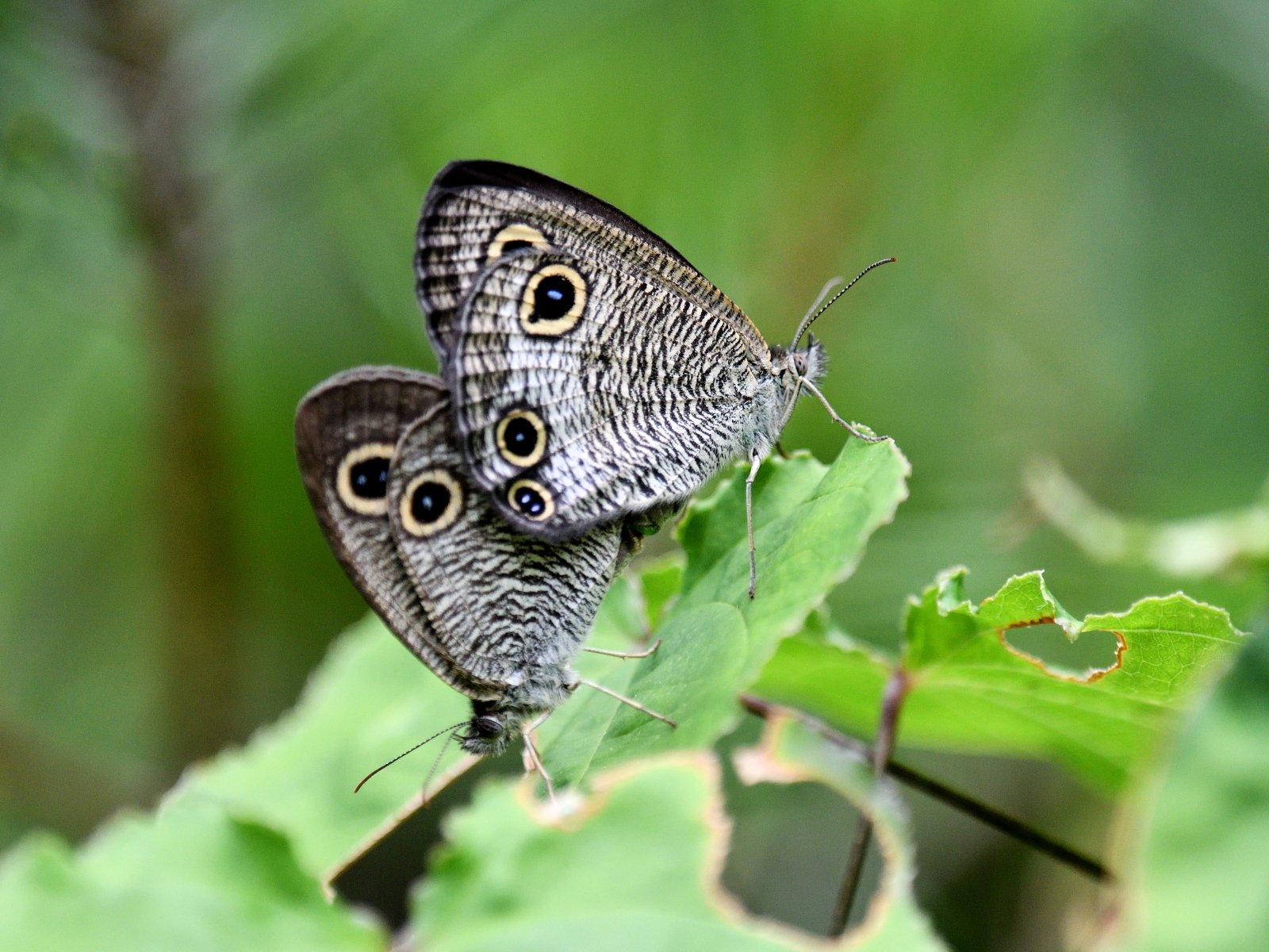 蝶-232】ウラナミジャノメ｜Makoqujila_note