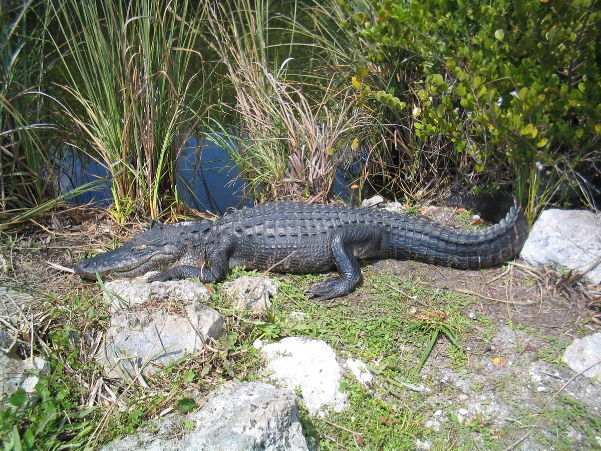19】フロリダ、エバーグレーズ国立公園でワニを探す｜アメリカキャンピングカー横断からの横断旅🇺🇸