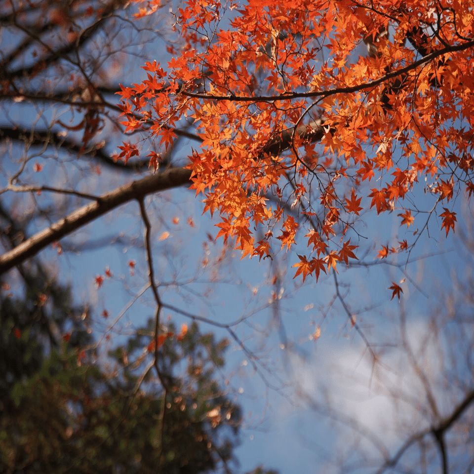 見事！ただ見事！根上がりイロハモミジ。 ちょうど良いサイズ】モミジ（紅葉） イロハモミジ シンボルツリー