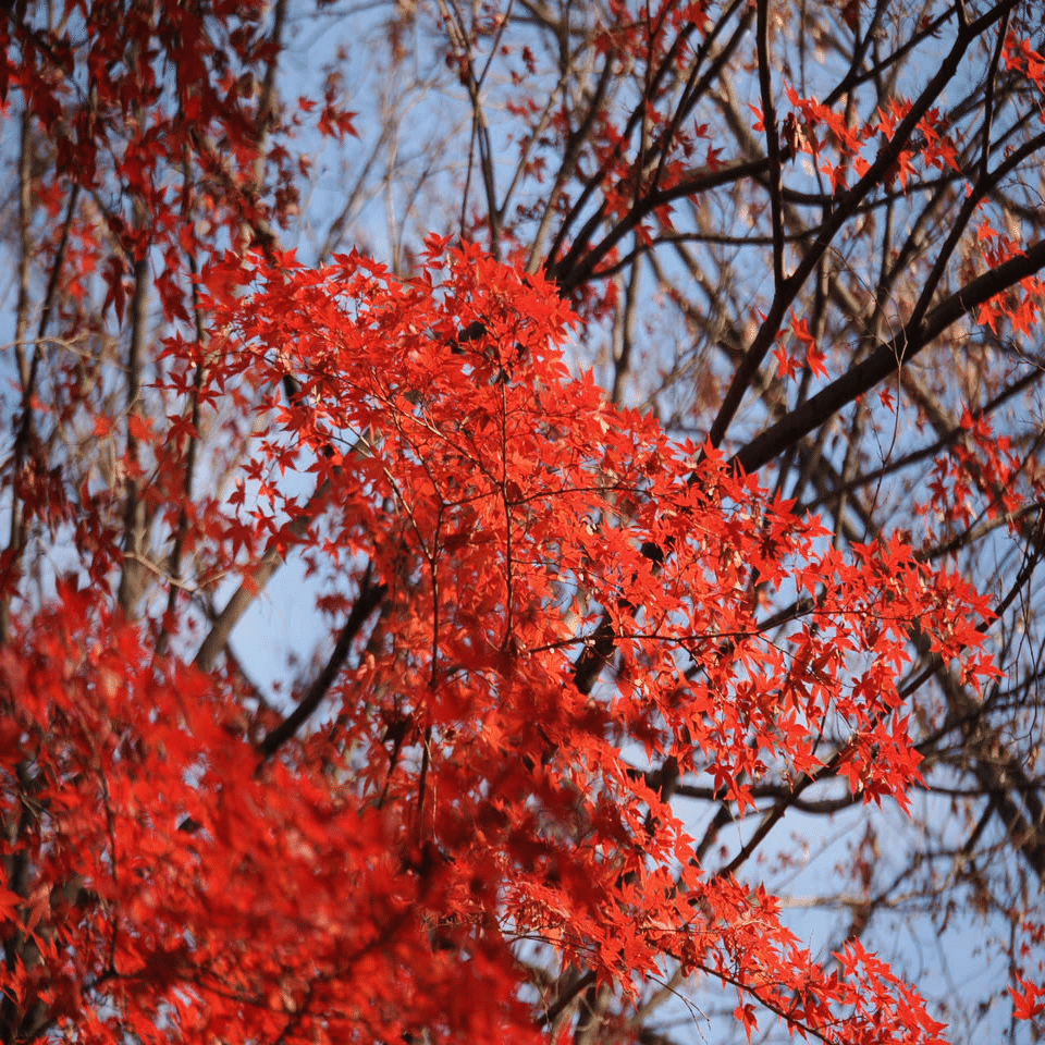 見事！ただ見事！根上がりイロハモミジ。 見事！ただ見事！根上がりイロハモミジ。 見事！ただ見事！根上がり