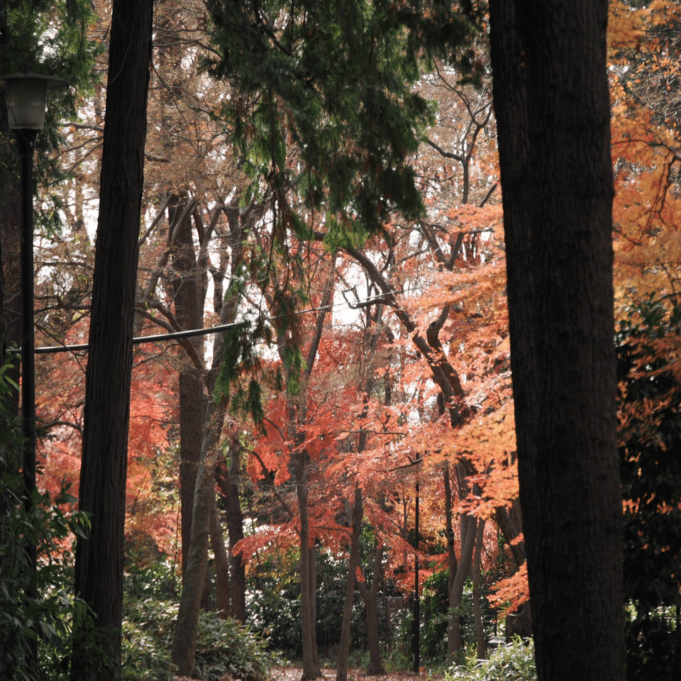 イロハモミジの紅葉｜こんとん