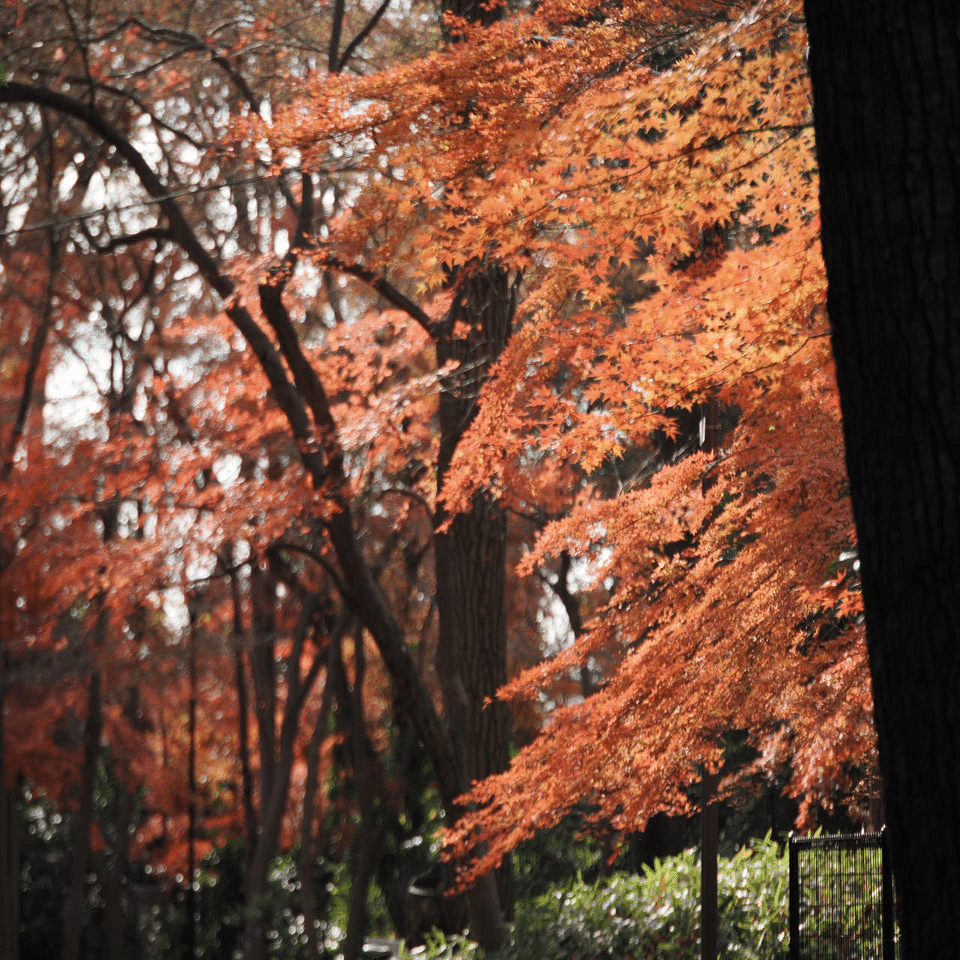 イロハモミジの紅葉｜こんとん