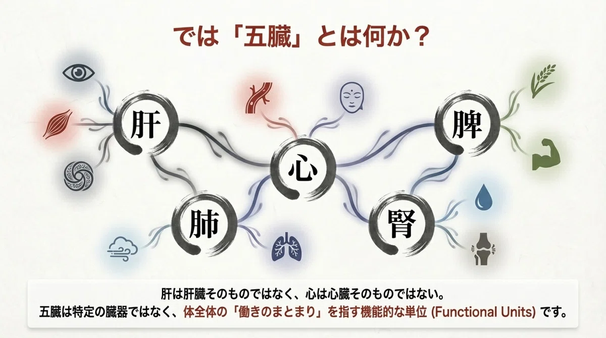 「五臓」は臓器の名前ではない ― 今日の講義で見えた、東洋医学の“ものの見方” ―|かずひろ先生(黒澤一弘|解剖×教育×AI)