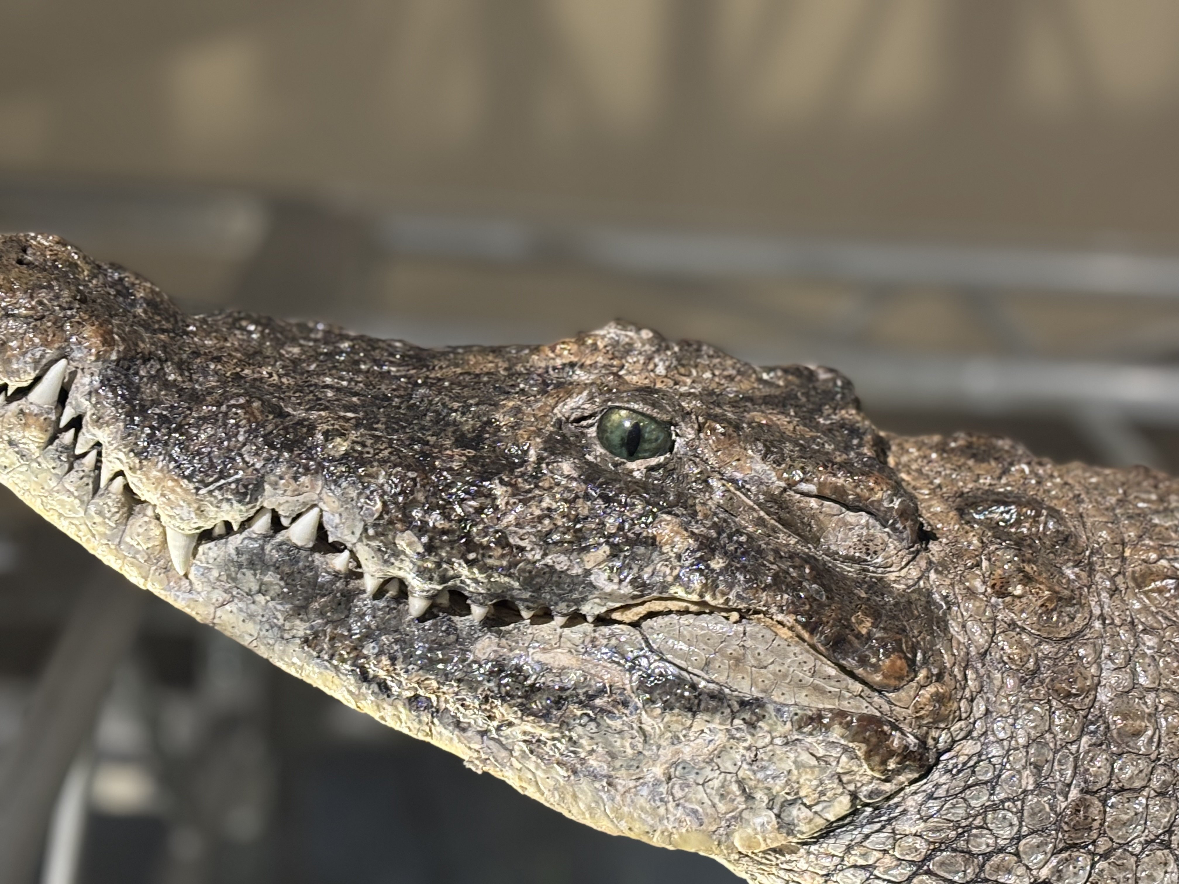貴重な赤ちゃんワニの鳴き声”を聞こうと国立科学博物館の企画展「ワニ