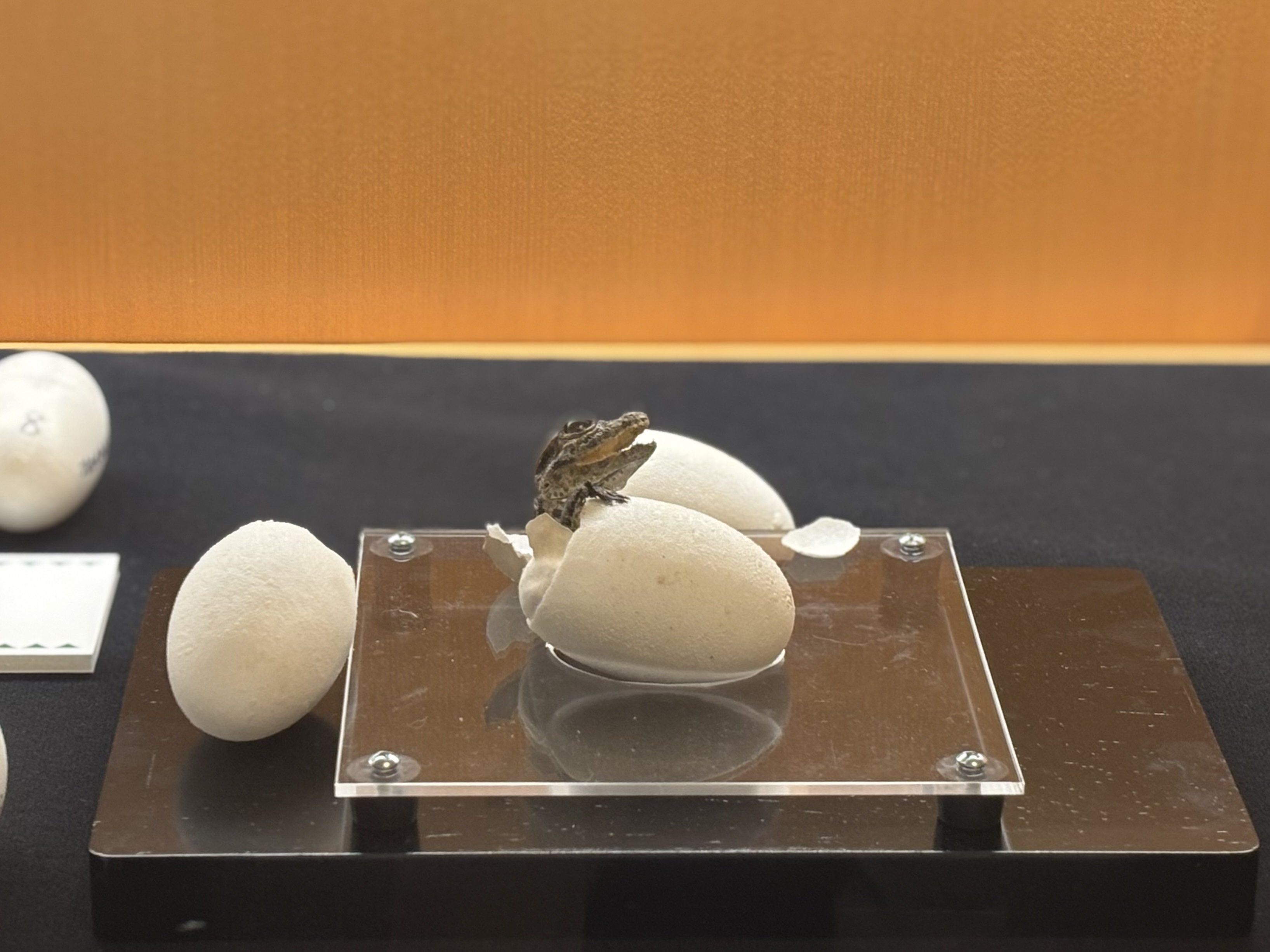 貴重な赤ちゃんワニの鳴き声”を聞こうと国立科学博物館の企画展「ワニ