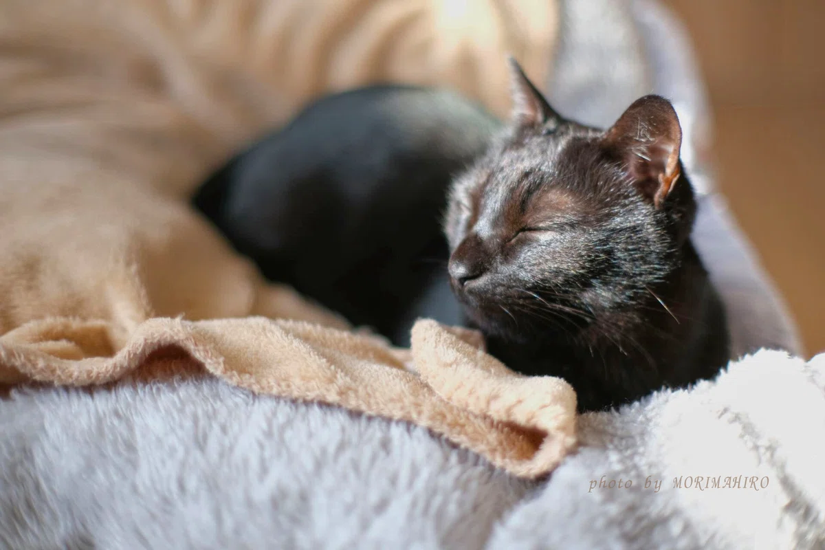 ひなたぼっこをする黒猫
