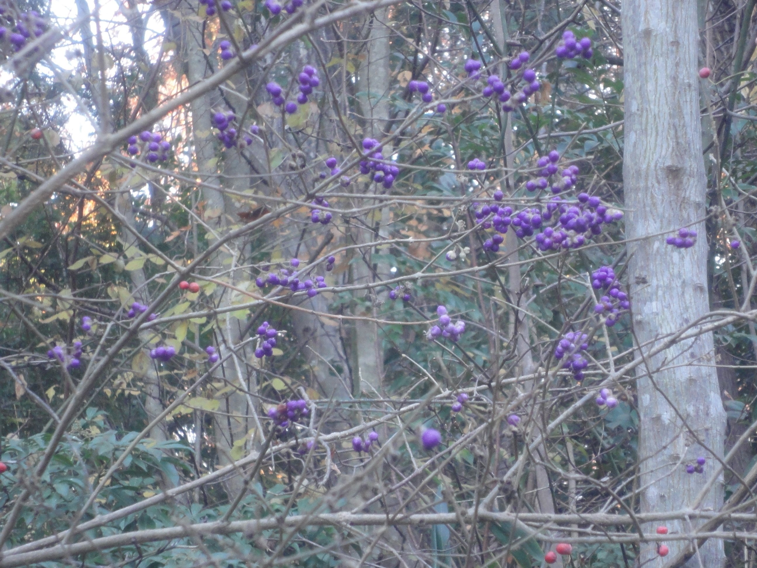 ヤブムラサキの実に出会います｜東近江トレイル探訪、繖山・箕作山