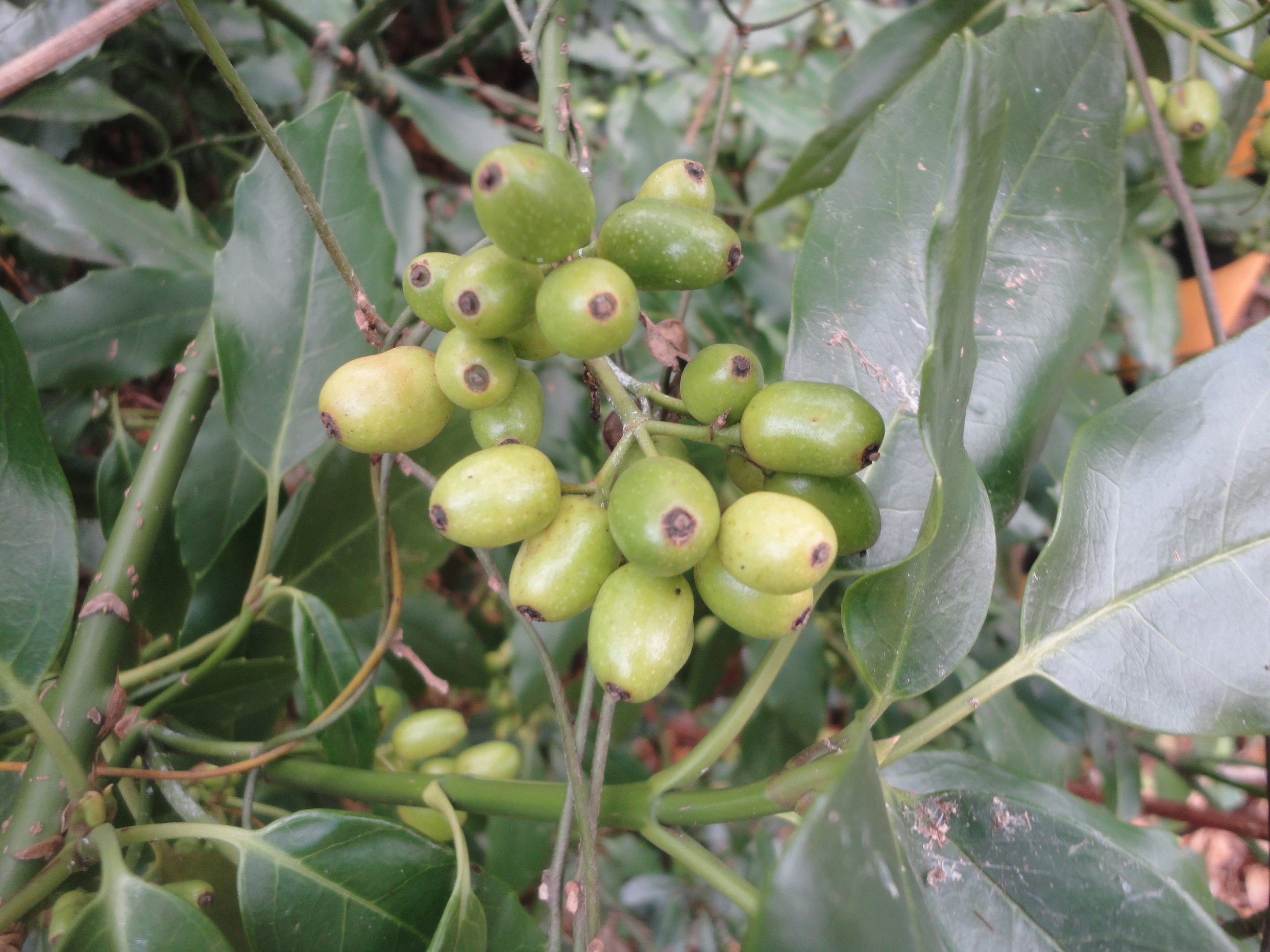 ヤブムラサキの実に出会います｜東近江トレイル探訪、繖山・箕作山