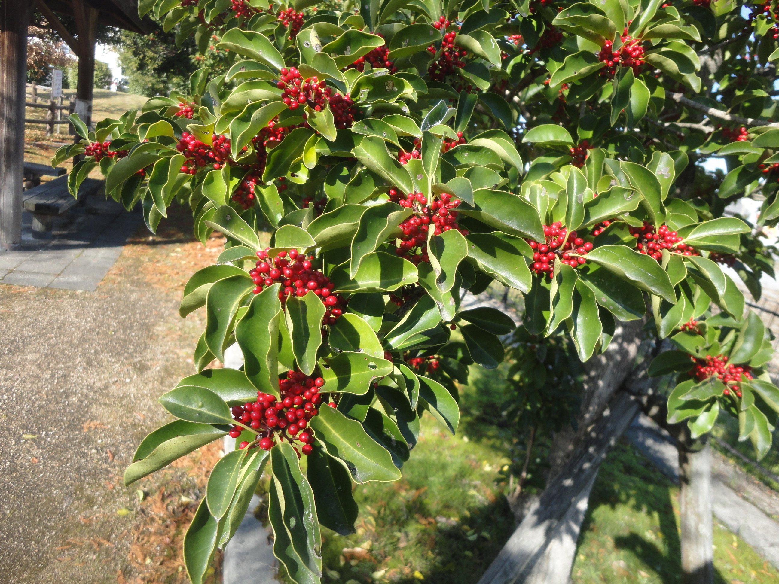 ヤブムラサキの実に出会います｜東近江トレイル探訪、繖山・箕作山