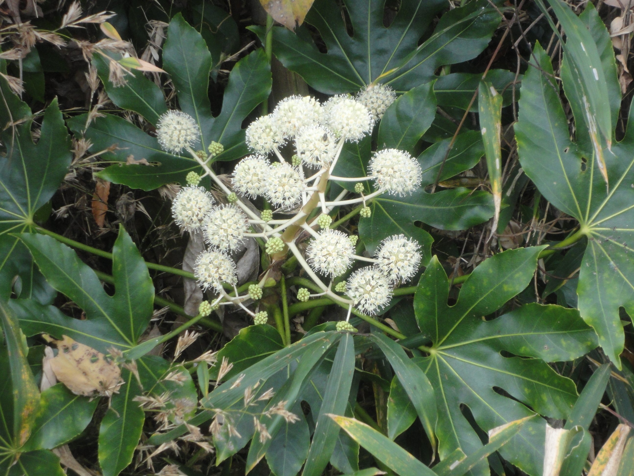 ヤブムラサキの実に出会います｜東近江トレイル探訪、繖山・箕作山