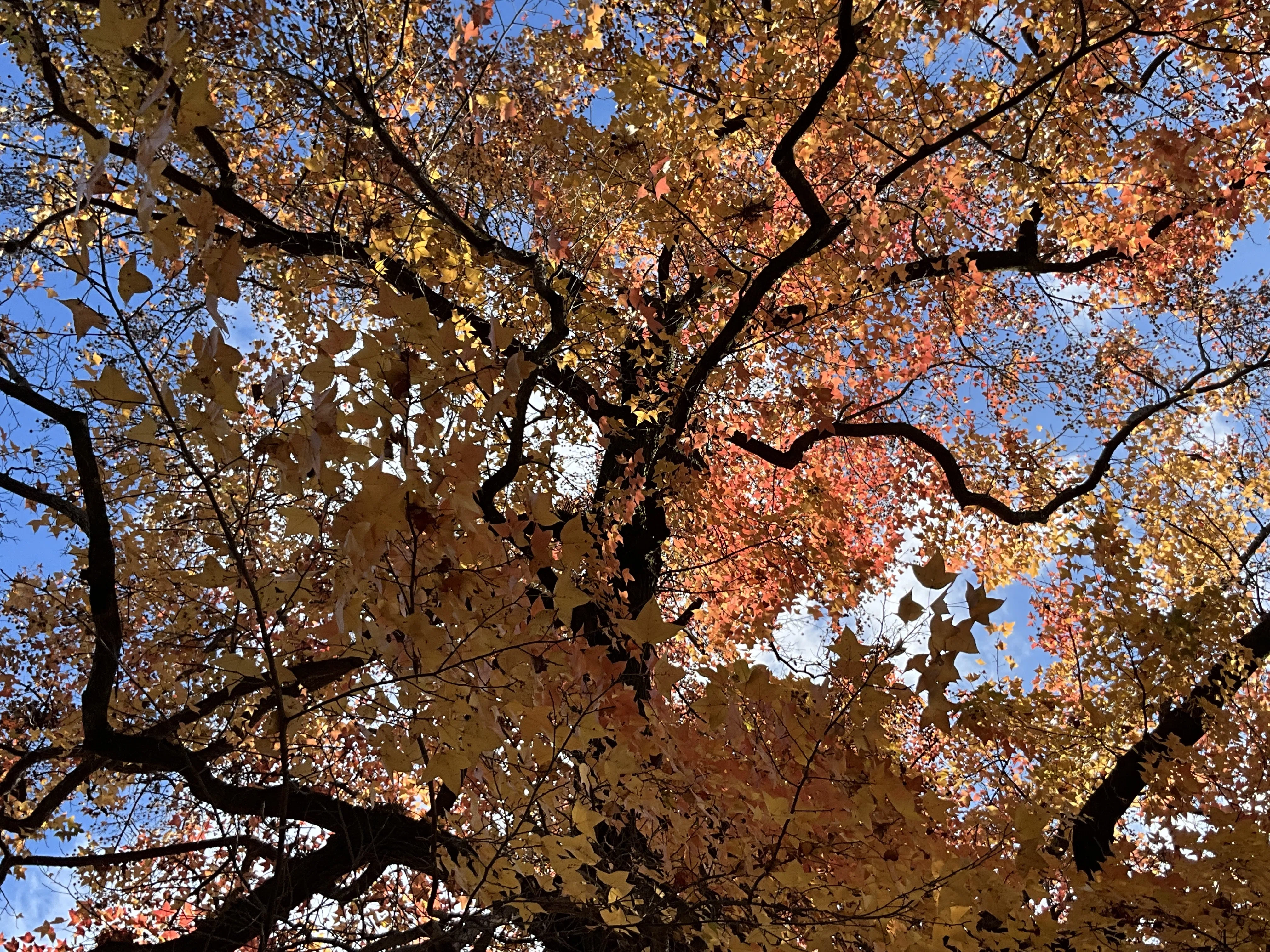 12月20日のフウの紅葉：2025年12月21日（日）｜藤井秀昭（『京都居候