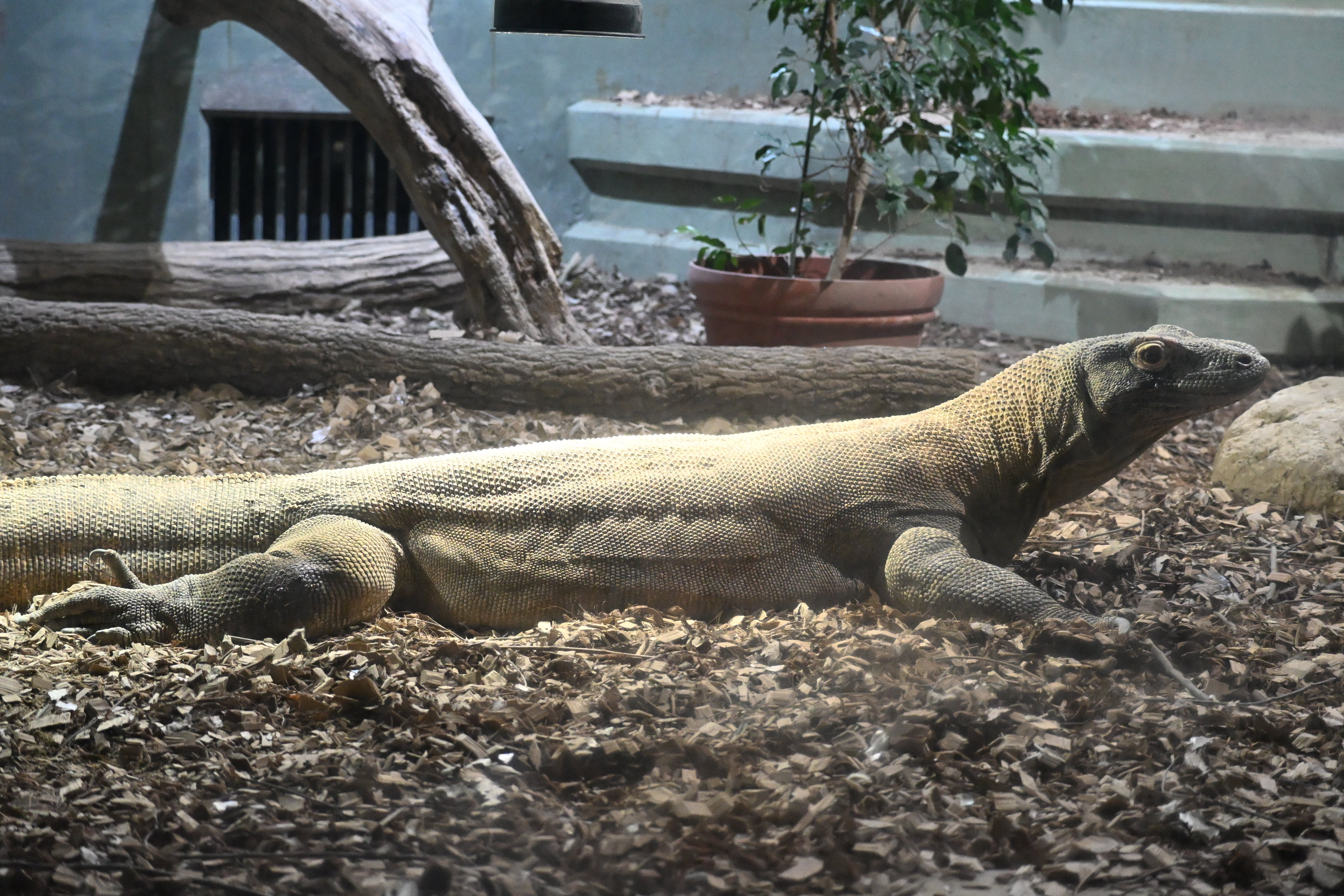 20251220_名古屋市東山動植物園【Nikon Z50IIと動物園】｜山ネズミ
