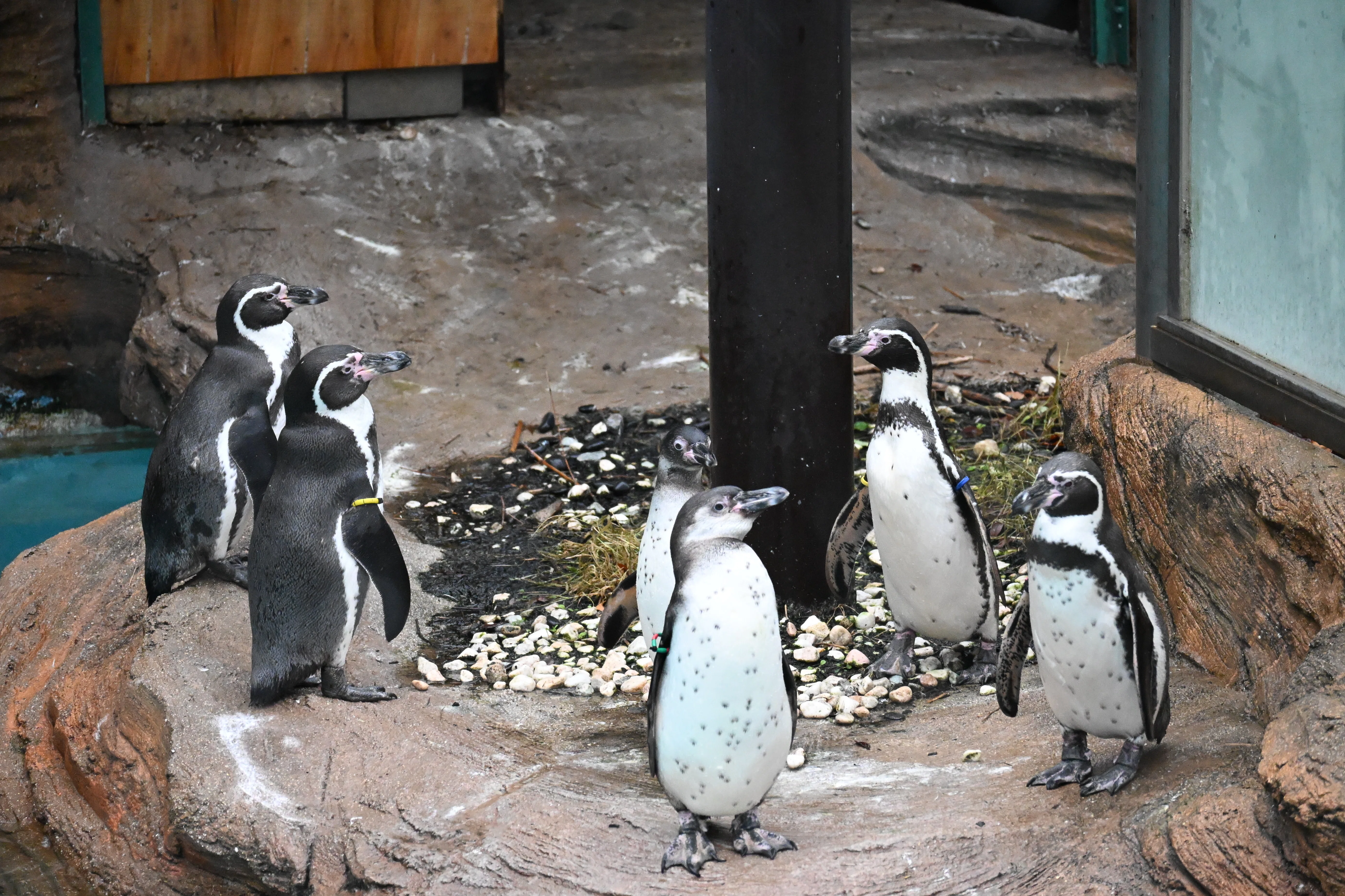 20251220_名古屋市東山動植物園【Nikon Z50IIと動物園】｜山ネズミ