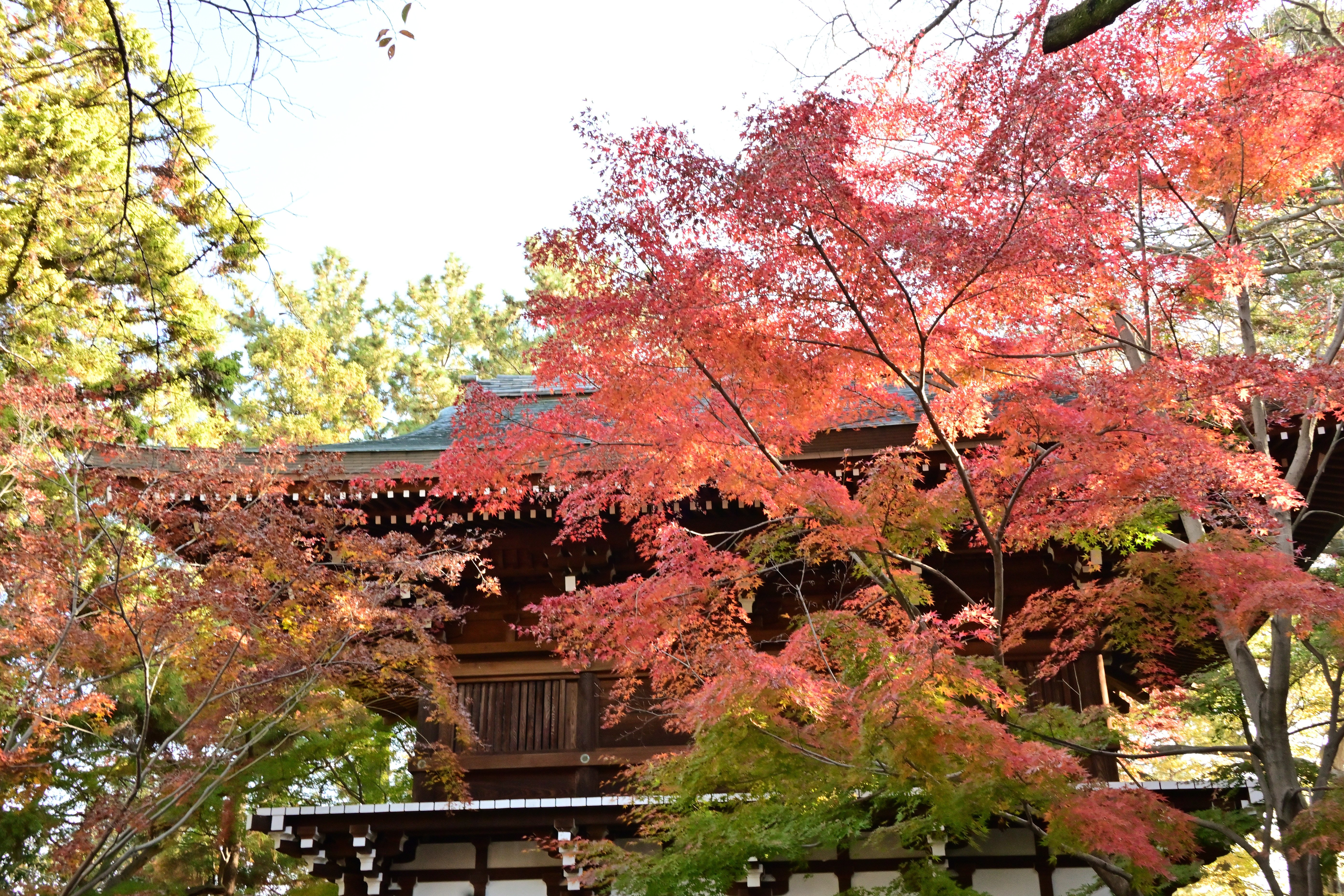 Nikon Z fc】2025年秋・東漸寺の紅葉【フォトアルバム】｜Mits Kaneko