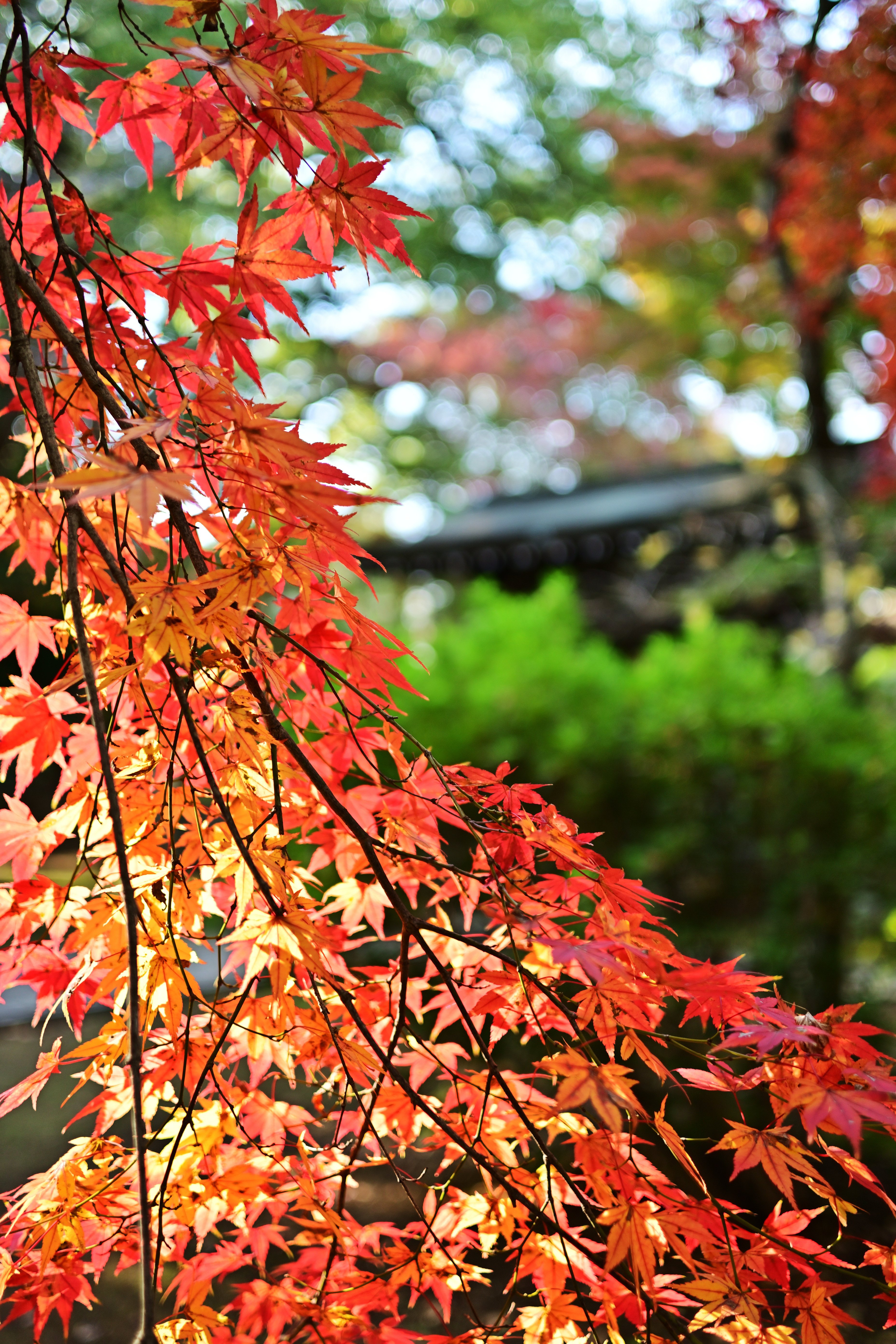 Nikon Z fc】2025年秋・東漸寺の紅葉【フォトアルバム】｜Mits Kaneko