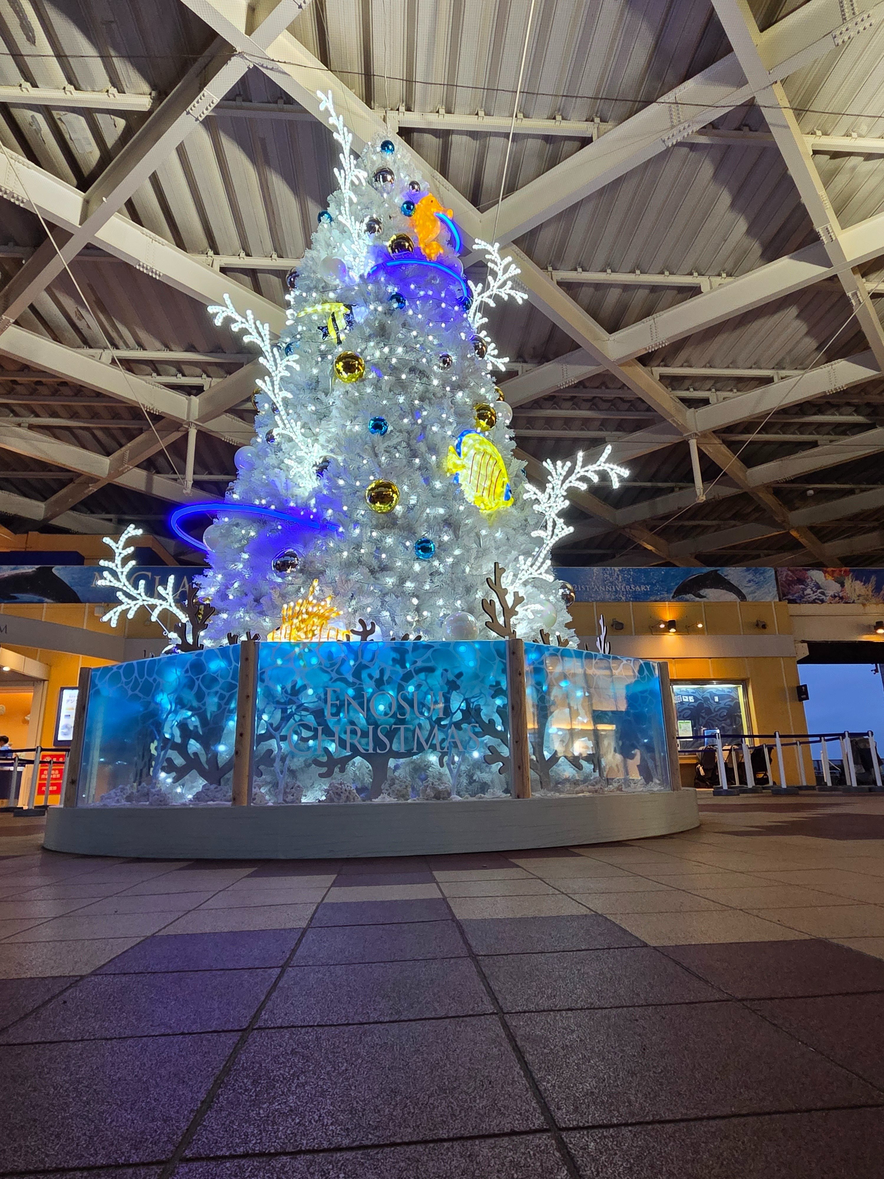 江ノ島絵栖花 20251222 【地域×観光】えのすいクリスマス｜Local Bridge学生局