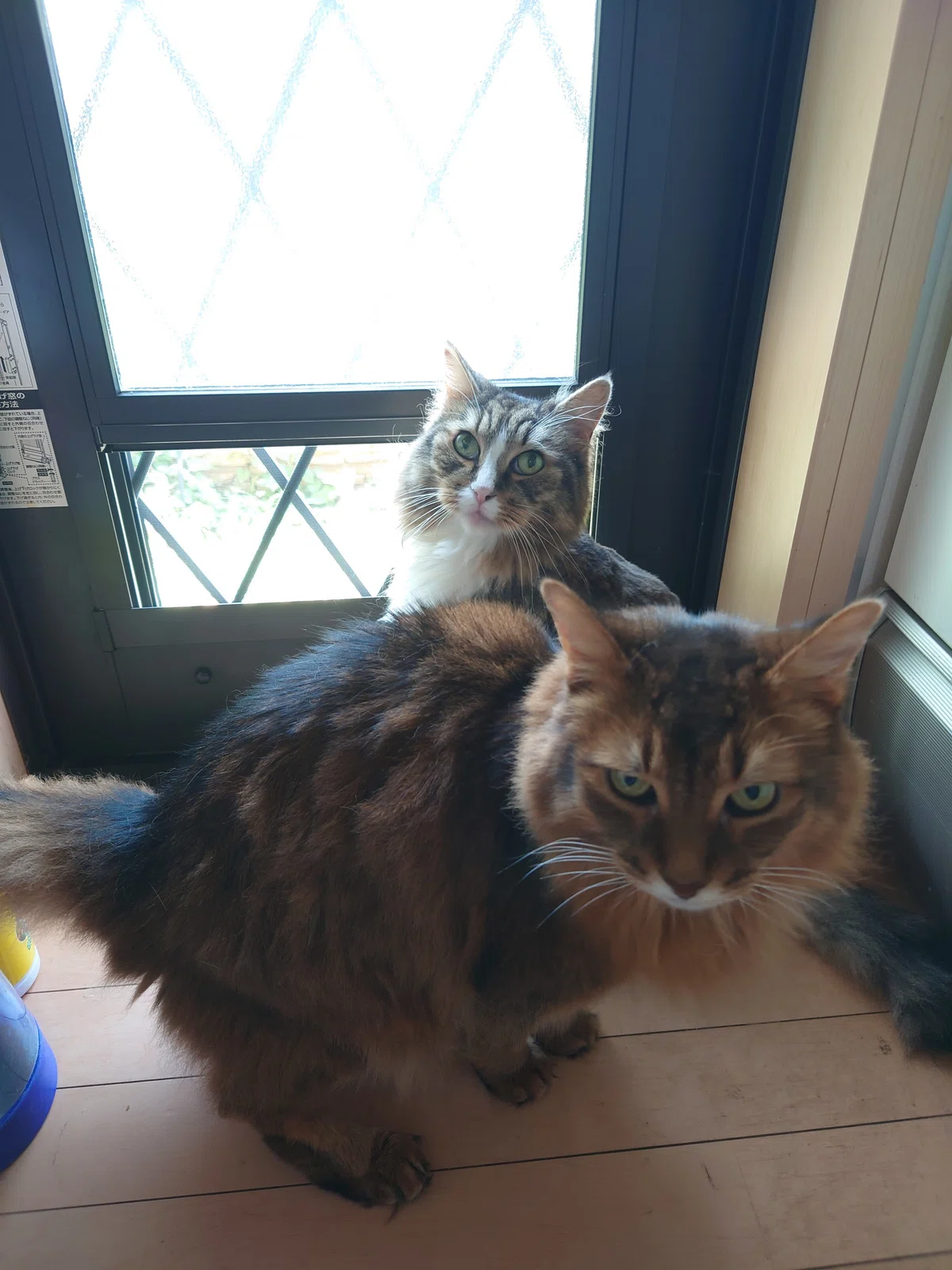父さんの庭散歩を催促する猫(トトとチー)