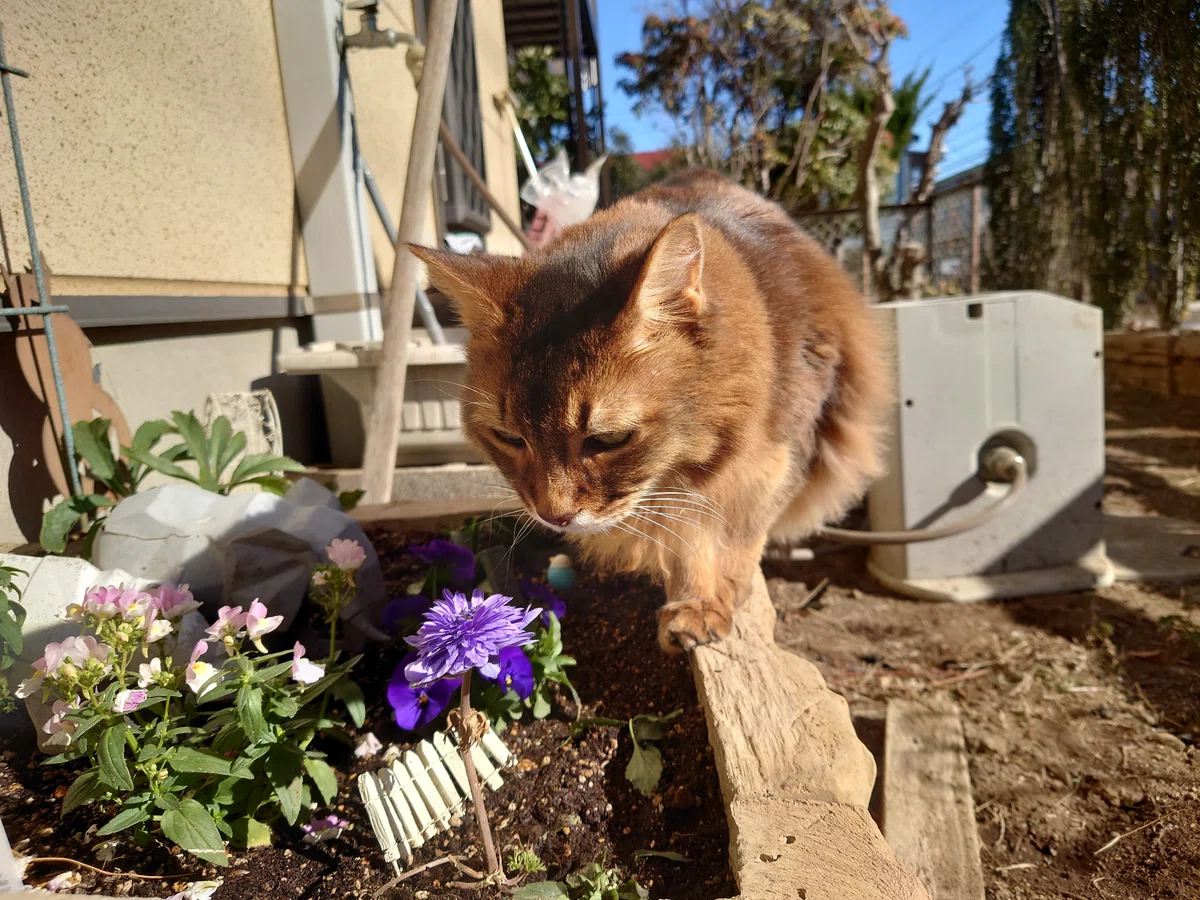庭の花壇が気になる猫