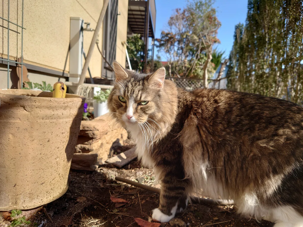 縄張りチェック中の猫