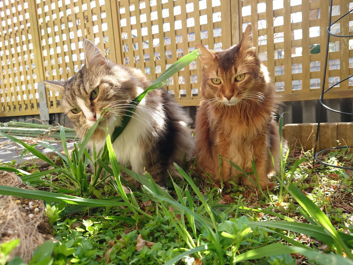 猫草を頬張猫たち