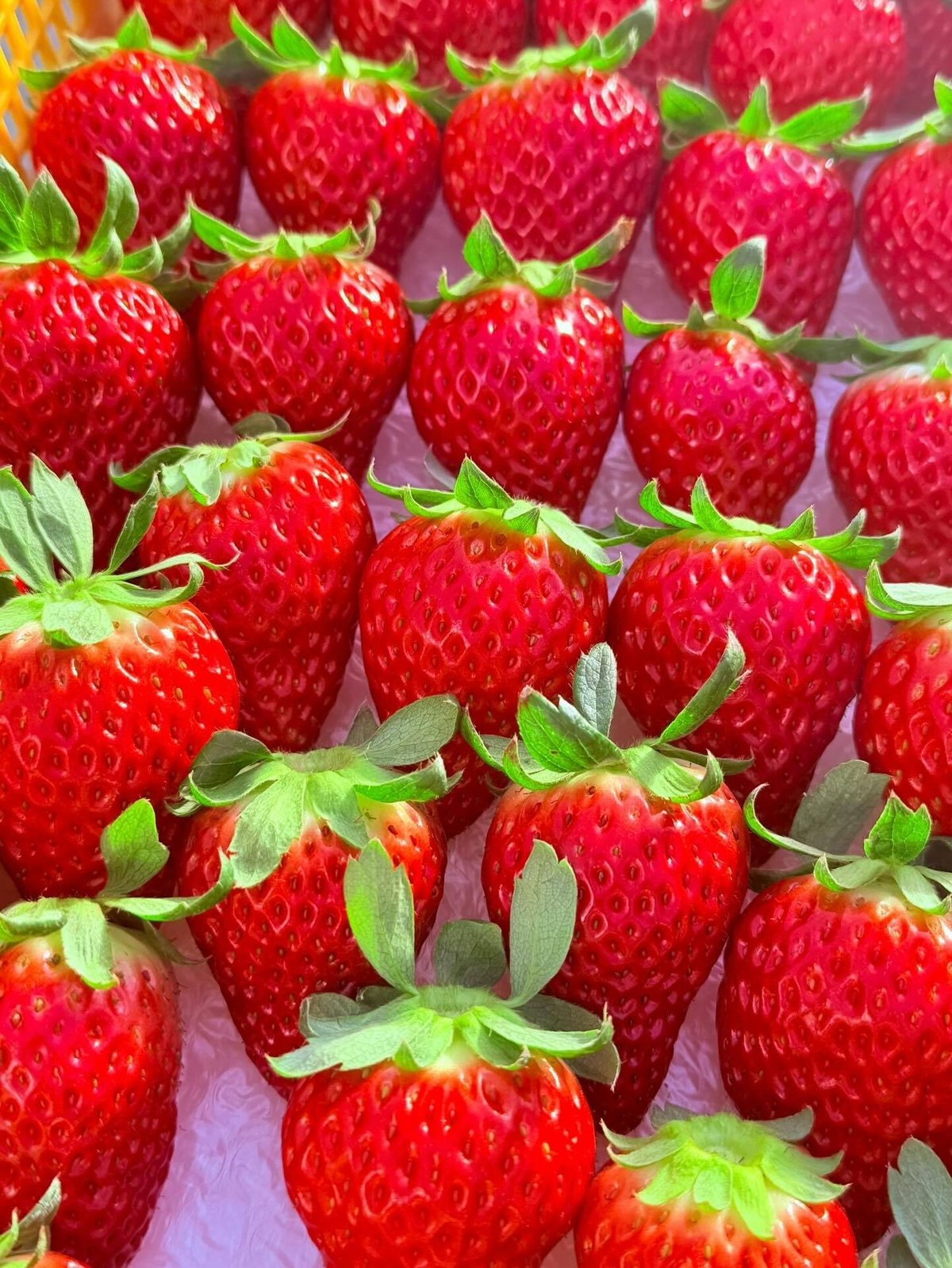 🍓 今シーズン、初収穫を迎えました 🍓