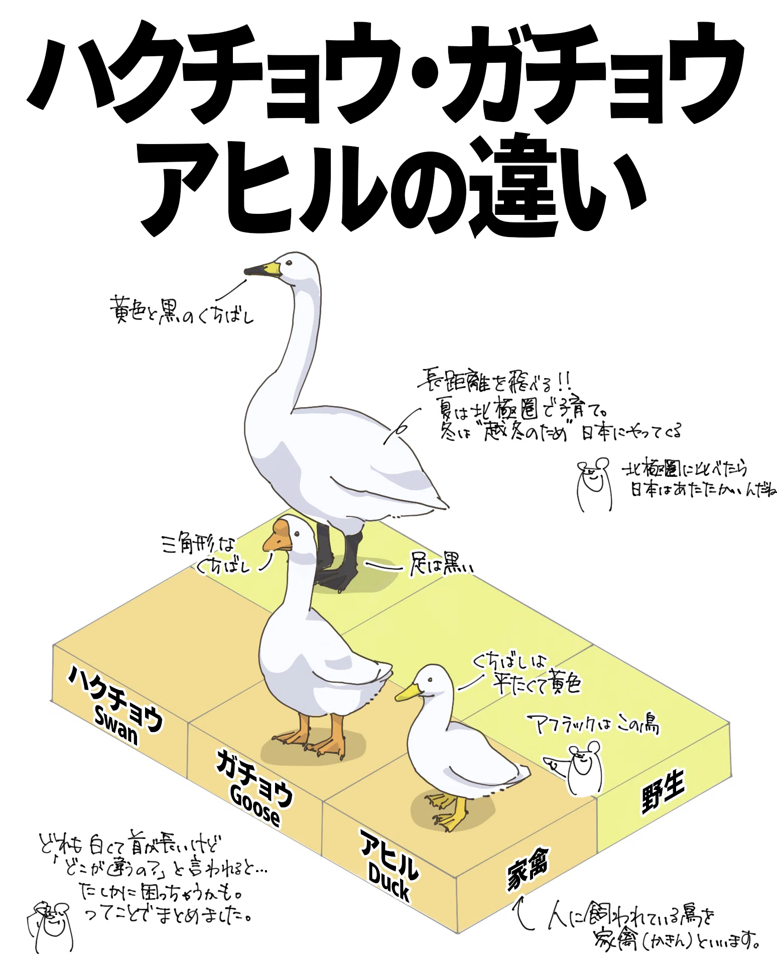 ハクチョウ、ガチョウ、アヒルの違い｜くますけ｜自然ガイド・クリエイター