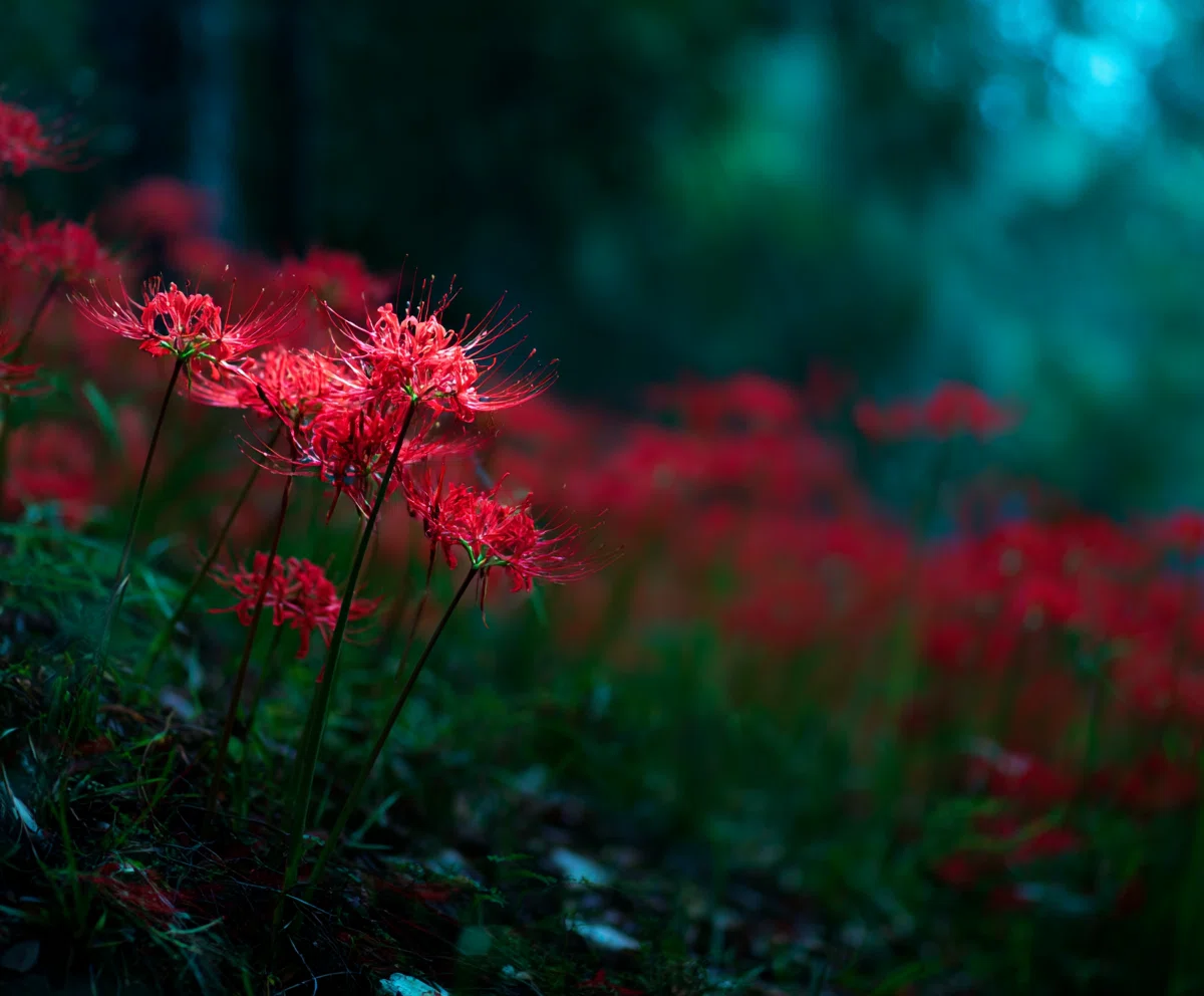 Beautiful yet with scary flower meanings!? The unknown, eerie meanings of  flowersAI