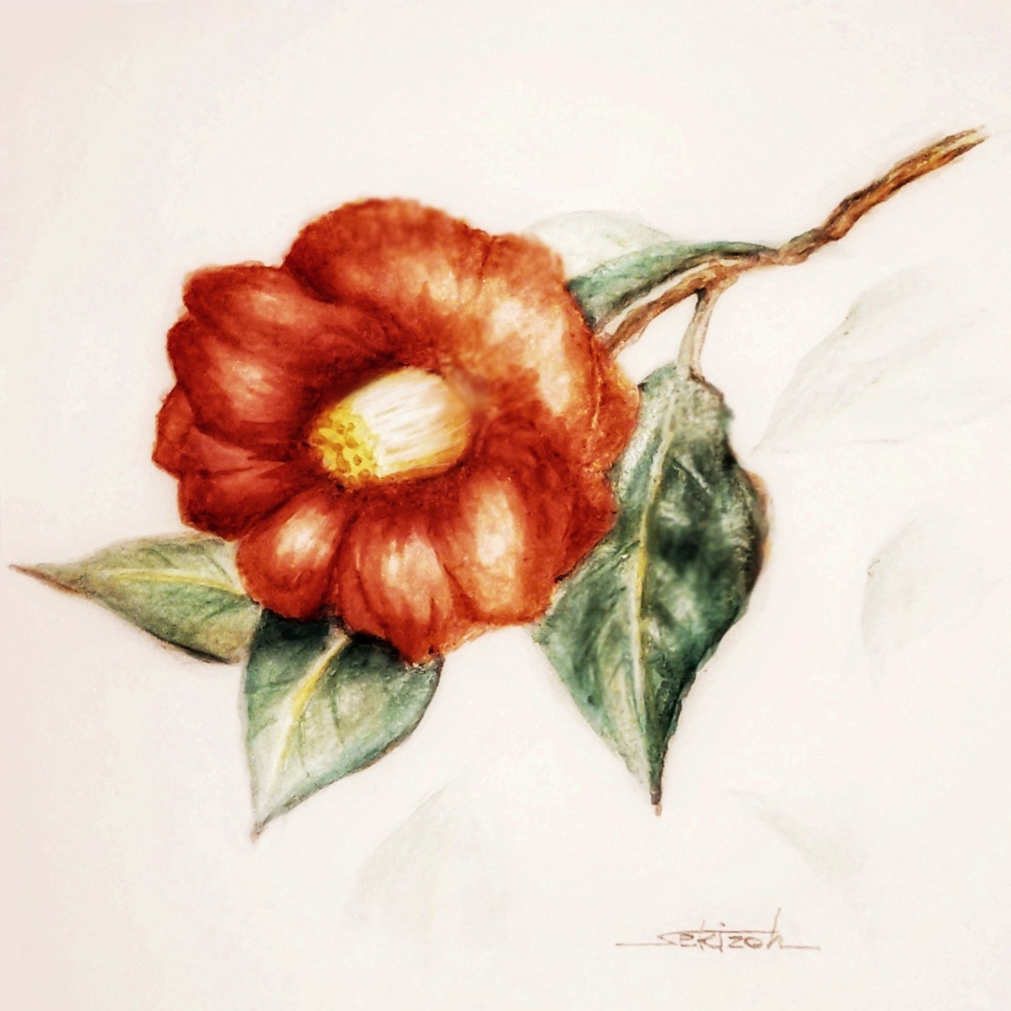 水彩画「椿」 椿』水彩画｜せきぞう、