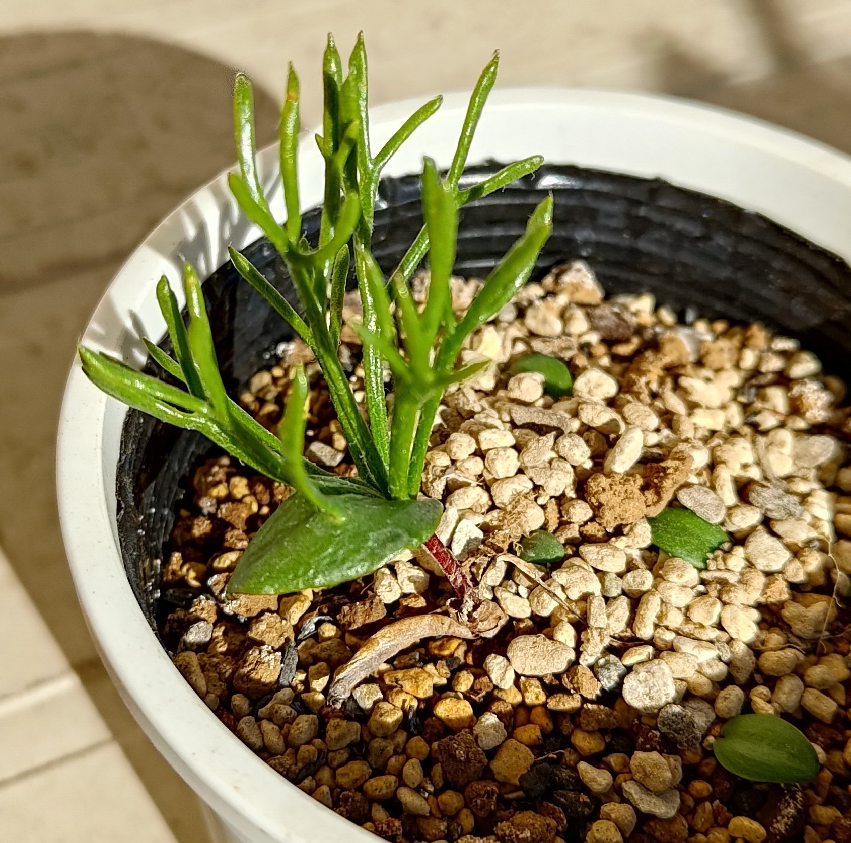 u*f様 オークション！希少 エリオスペルマム ケルビコルネ ケープバルブ 塊根 珍奇植物エリオスペルマム パラドクサム ケープバルブ球根 塊根植物1株