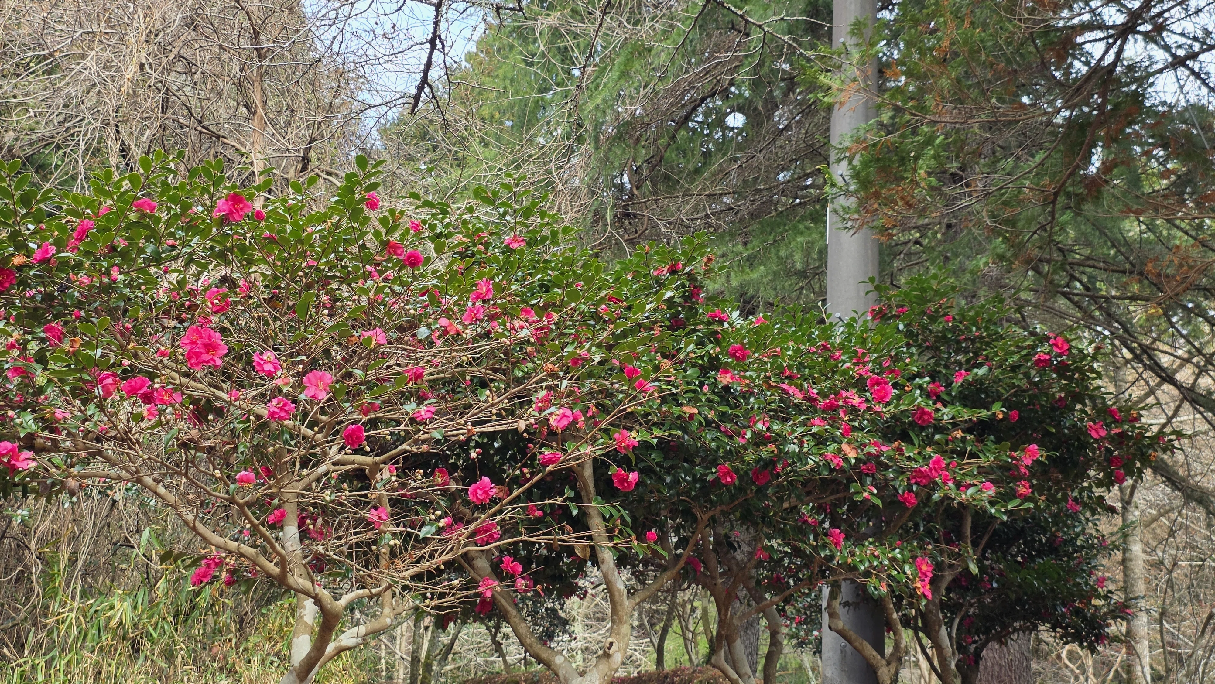 枯れ色の冬に鮮やかな赤 冬に咲く花を見る｜ふみぞう