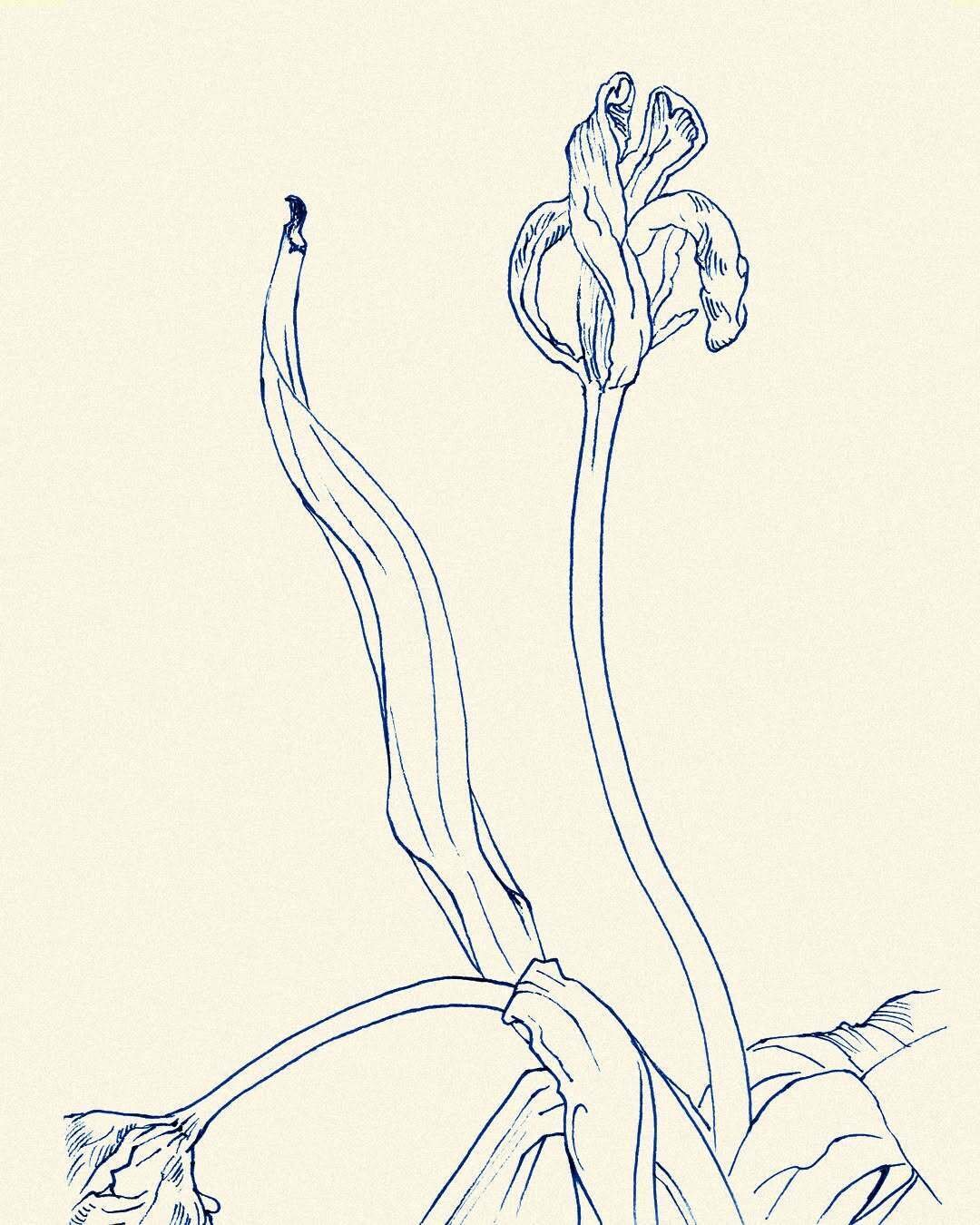 スケッチ: チューリップ｜watayanagi