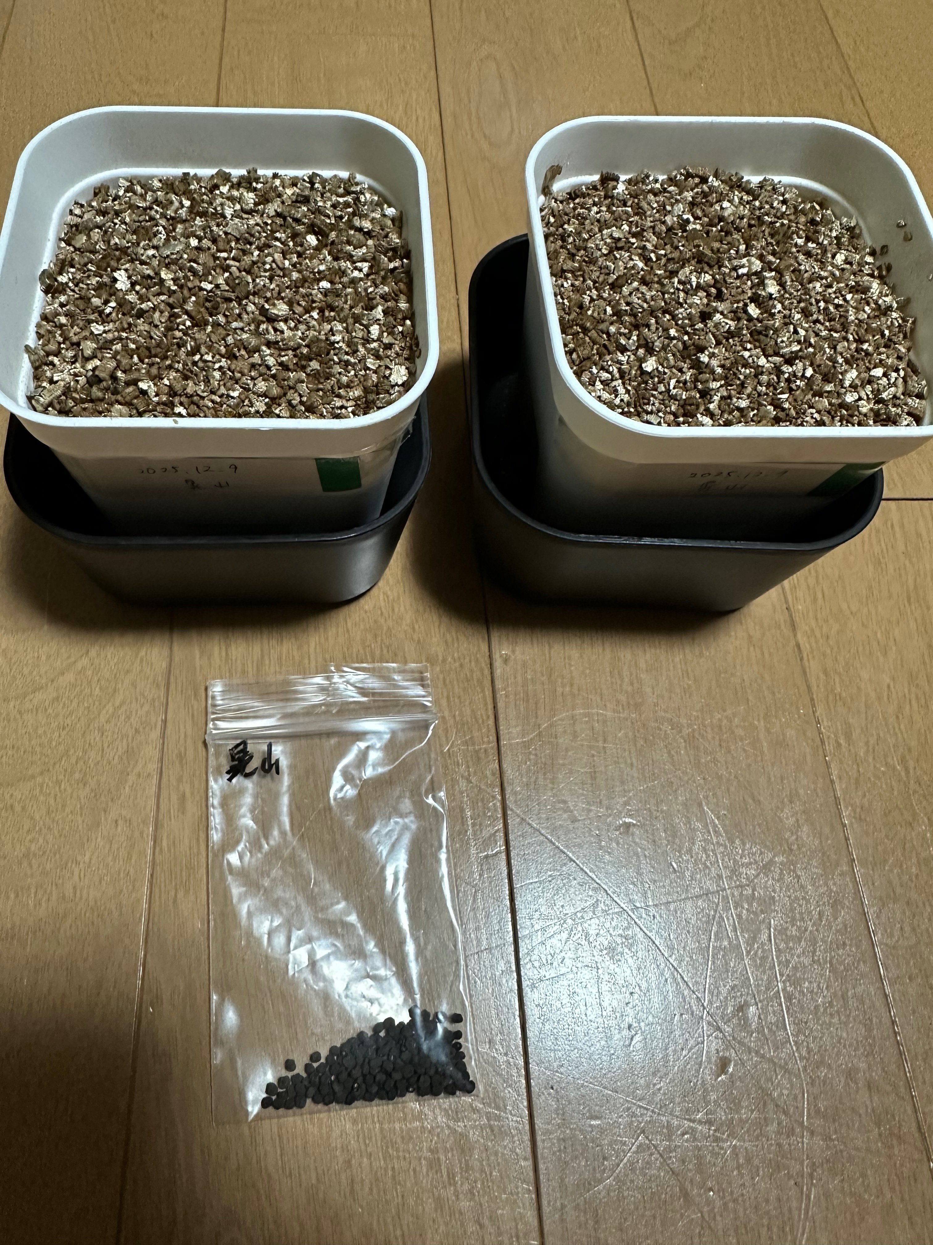 実生記録 サボテン レウクテンベルギア 晃山(2025.12.9〜)｜YS Create Lab