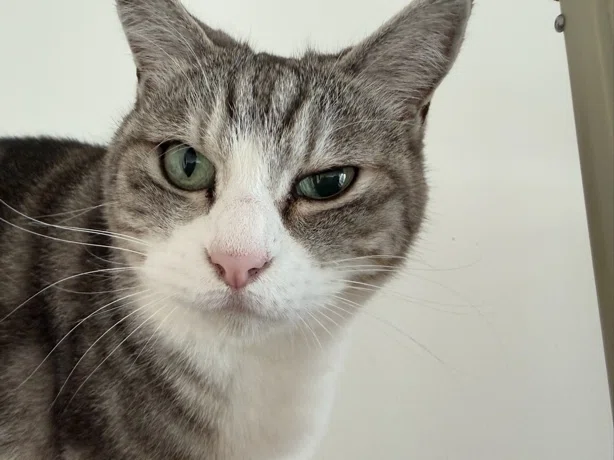 猫ちゃんの瞳孔が開きっぱなし｜OSAKA, Hitoshi
