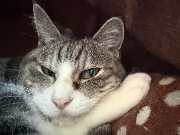 猫ちゃんの瞳孔が開きっぱなし｜OSAKA, Hitoshi