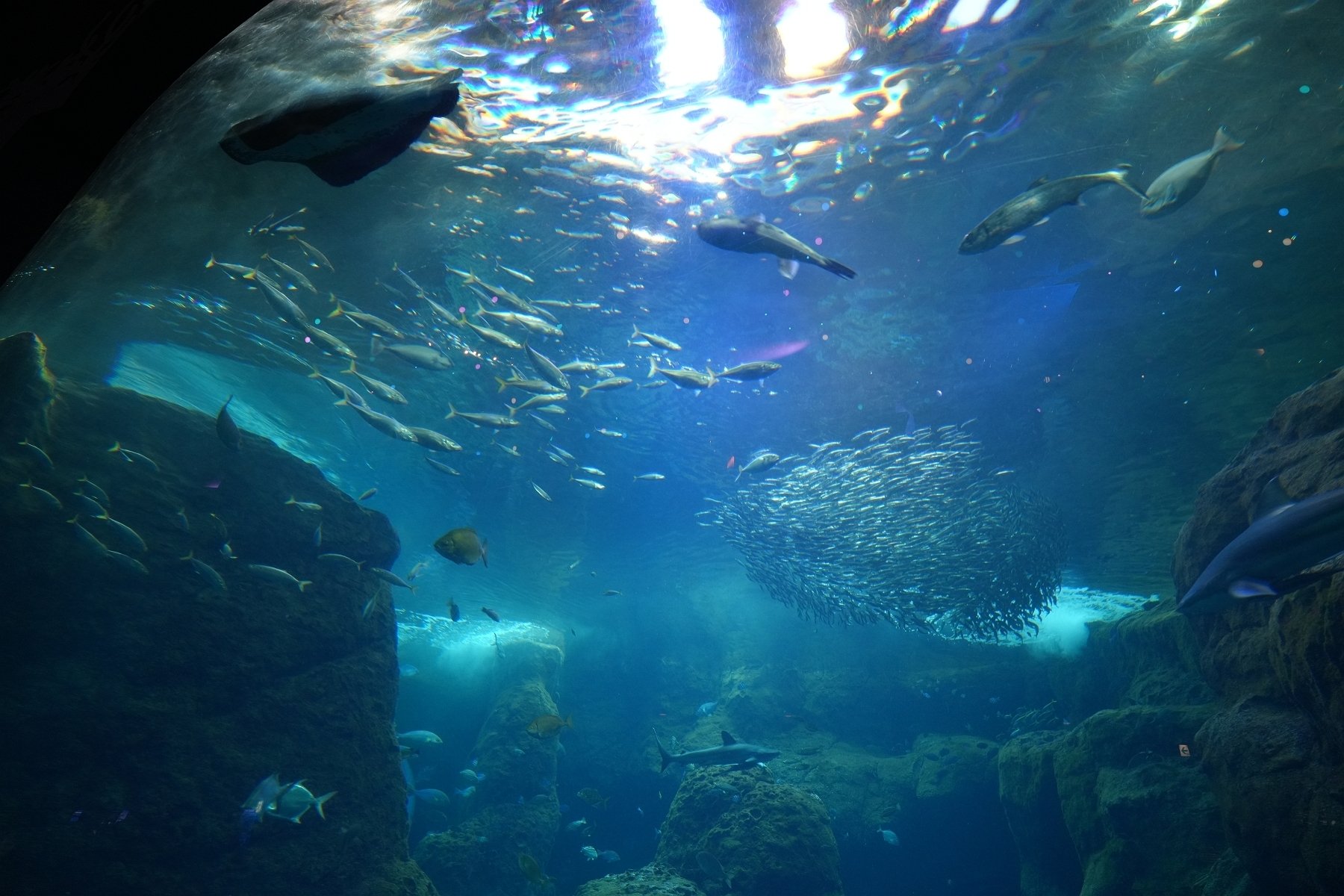 新江ノ島水族館（クラゲに癒される）｜sailin' shoes