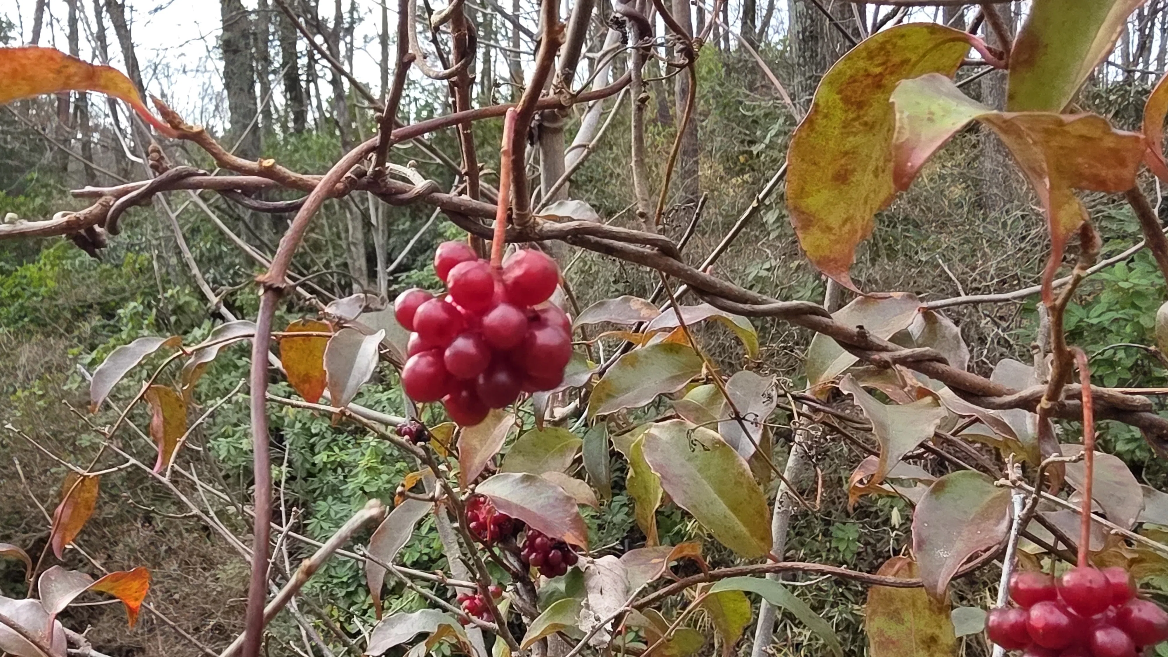 枯れ色の冬に鮮やかな赤 冬に咲く花を見る｜ふみぞう