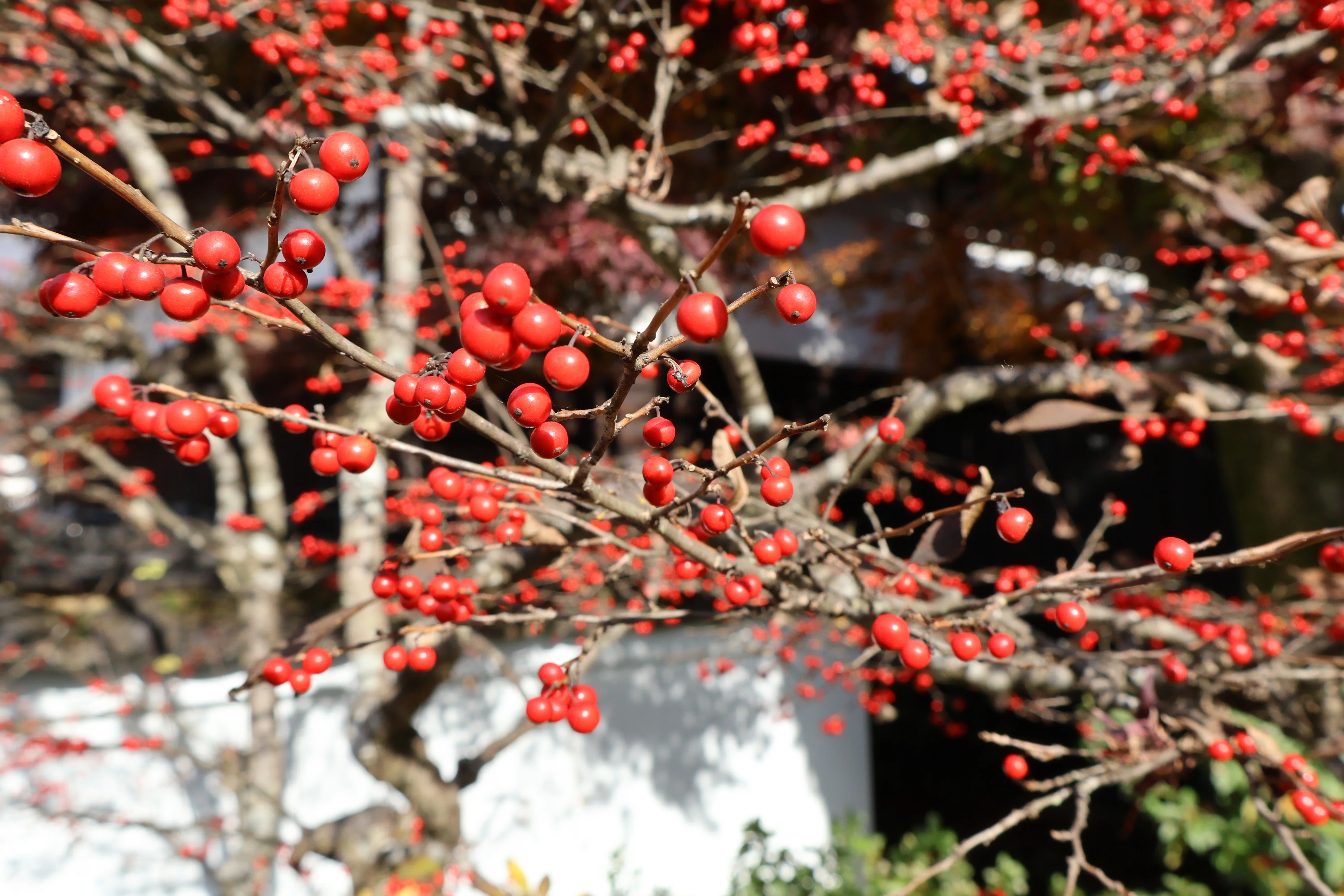 枯れ色の冬に鮮やかな赤 冬に咲く花を見る｜ふみぞう