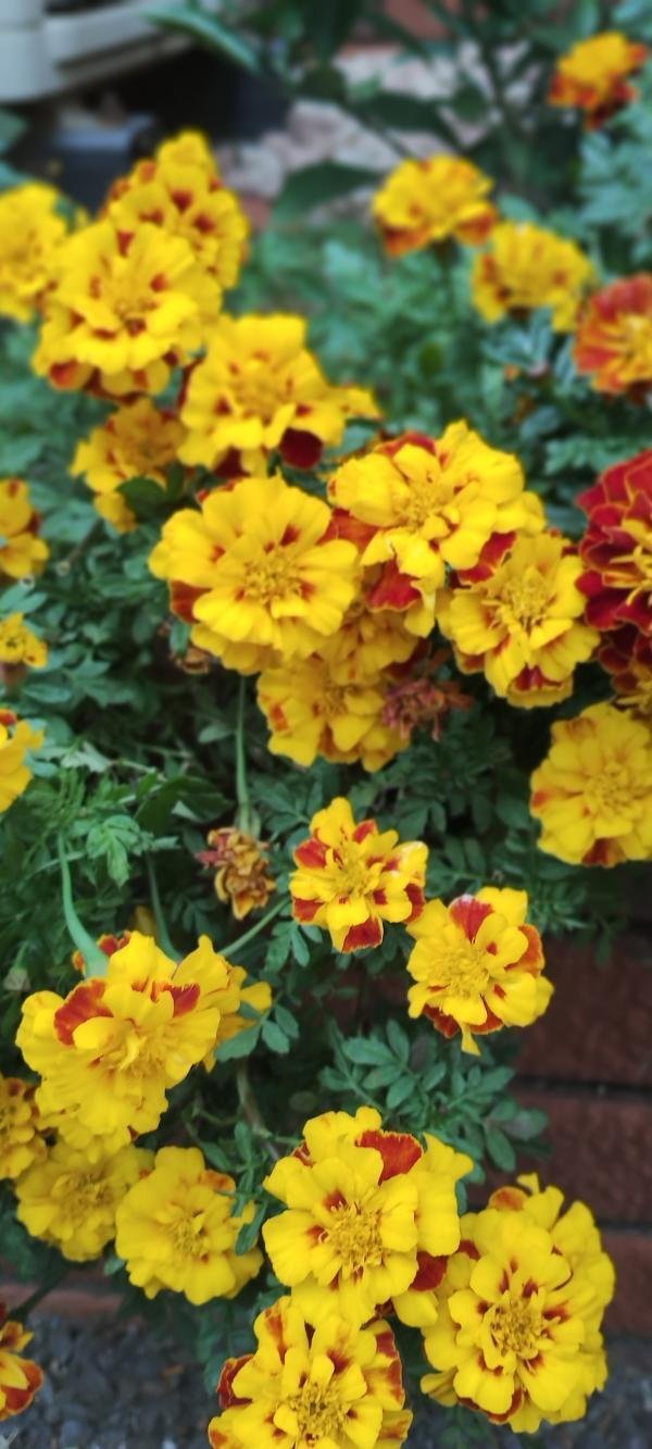 マリーゴールド（名前の迷い路）｜高瀬浩之