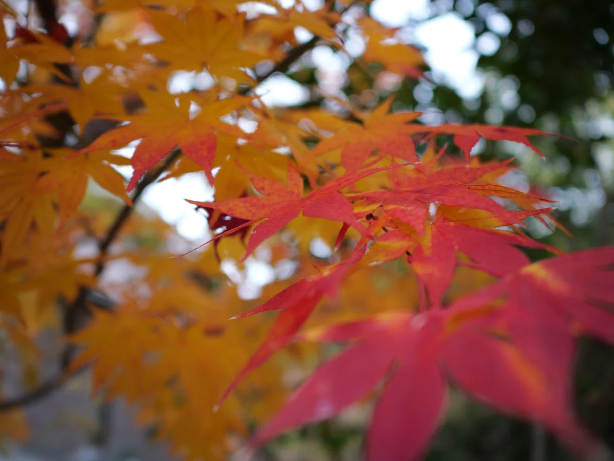 LEICA DG SUMMILUX 15mm / F1.7 ASPH. [Photo Journey #17]｜LUMIX Lens Letters