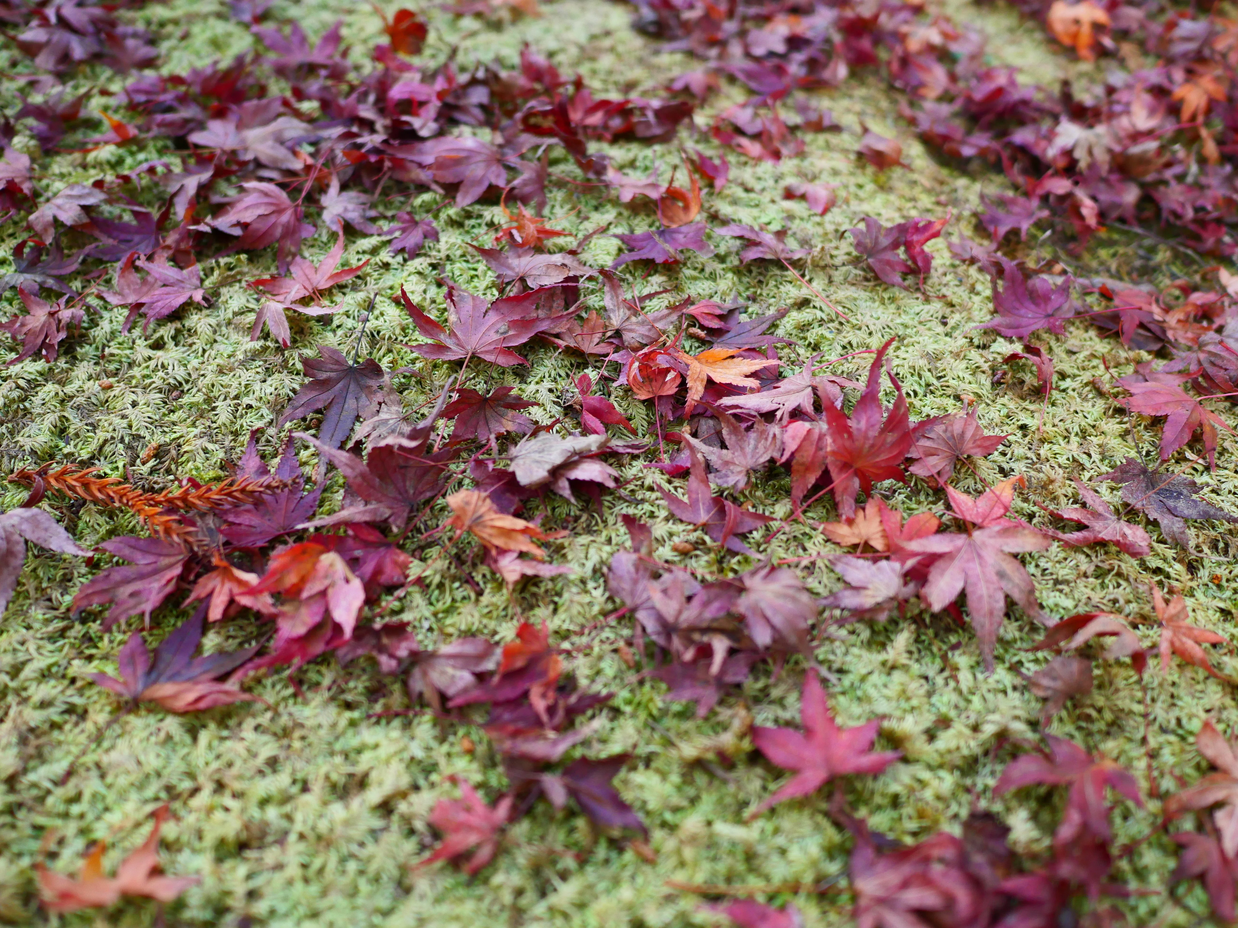 ⭐️DJIOEM品 LEICA SUMMILUX 15mm F1.7 相当品 LEICA DG SUMMILUX 15mm / F1.7 ASPH. 【Photo Journey #17】｜LUMIX
