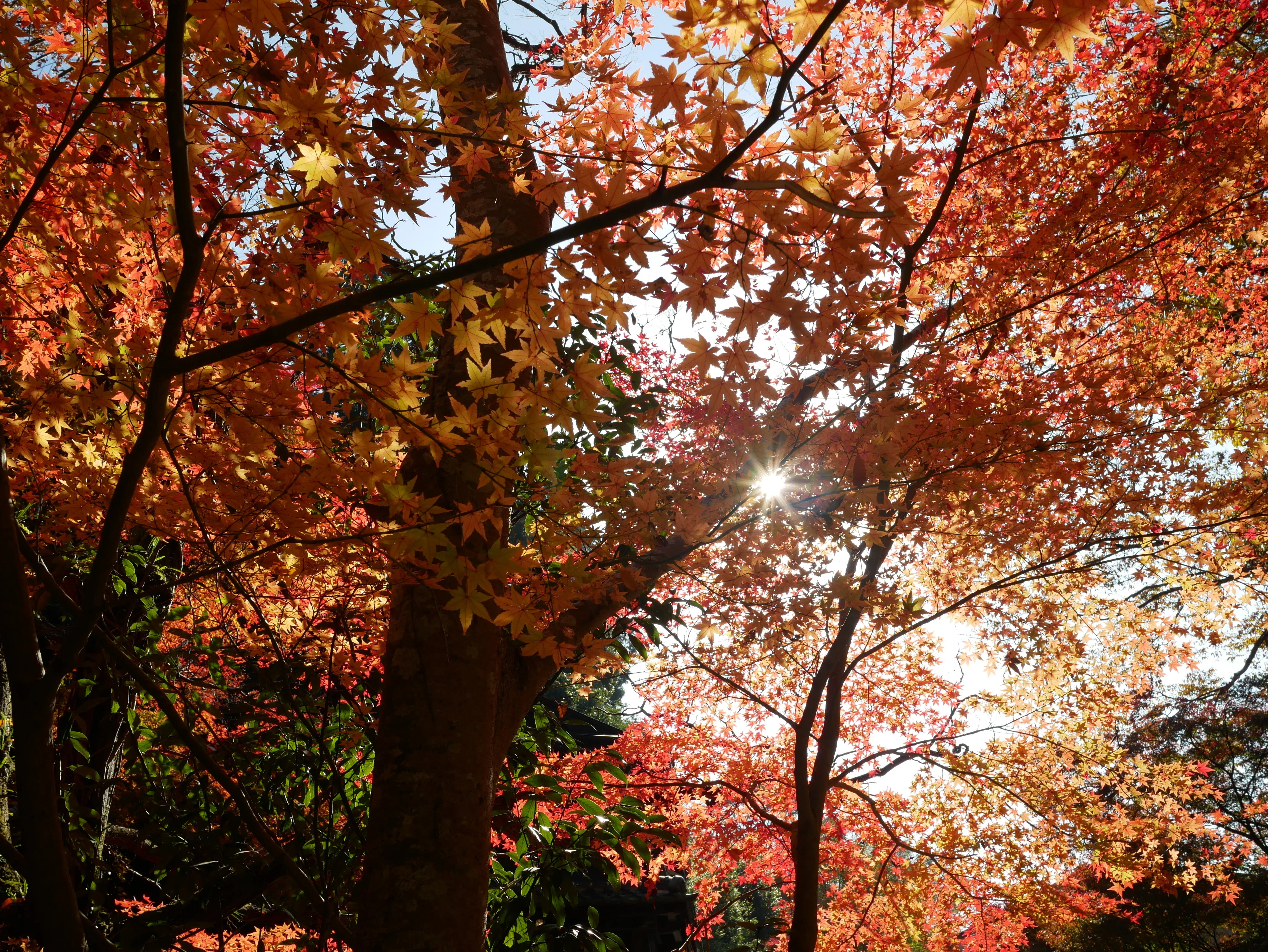 LEICA DG SUMMILUX 15mm / F1.7 ASPH. 【Photo Journey #17】｜LUMIX