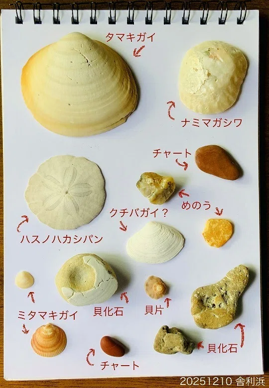 大きな貝殻と瑪瑙と貝化石とチャートと！鹿島灘・舎利浜で
