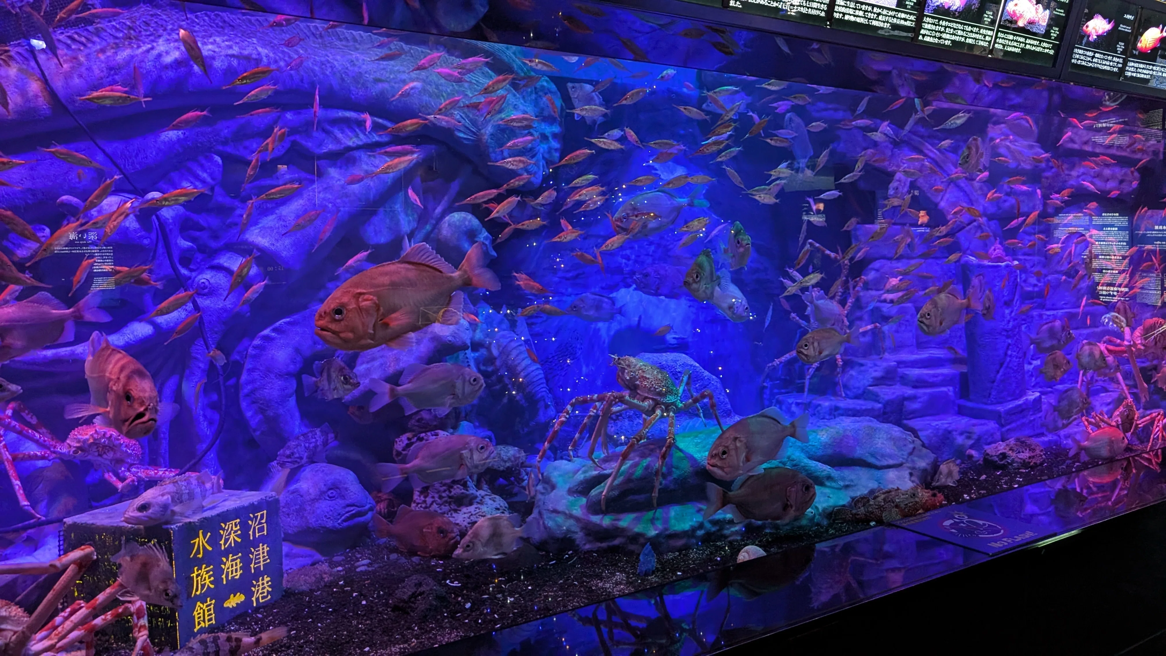 沼津でスイーツ巡り&深海魚を見る｜tabirow