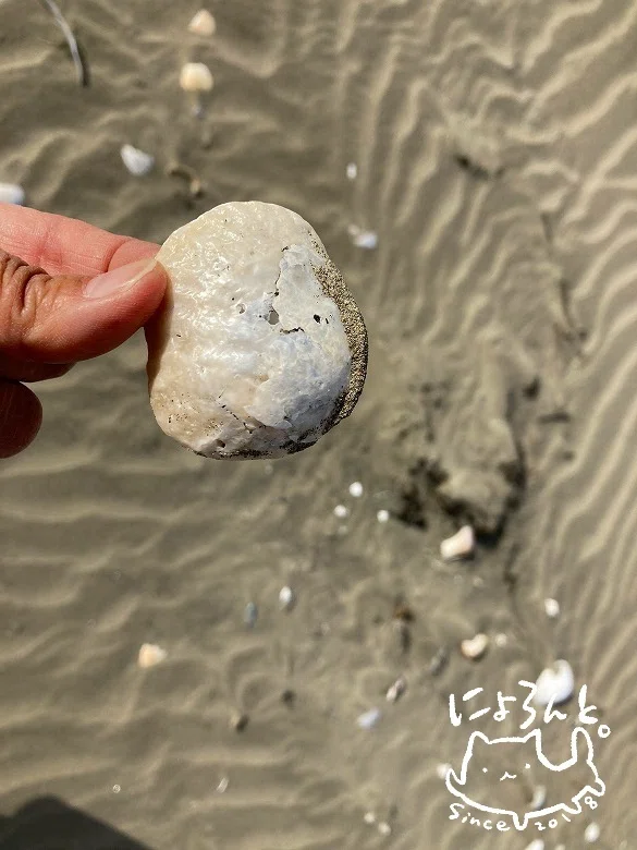 大きな貝殻と瑪瑙と貝化石とチャートと！鹿島灘・舎利浜で