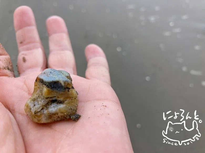 大きな貝殻と瑪瑙と貝化石とチャートと！鹿島灘・舎利浜で