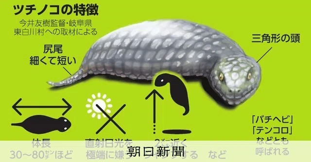 幻の生物「ツチノコ」完全ガイド:実在の謎からブーム史、ポップカルチャーまで|アメリカ移民ケニー小倉の裏ログ