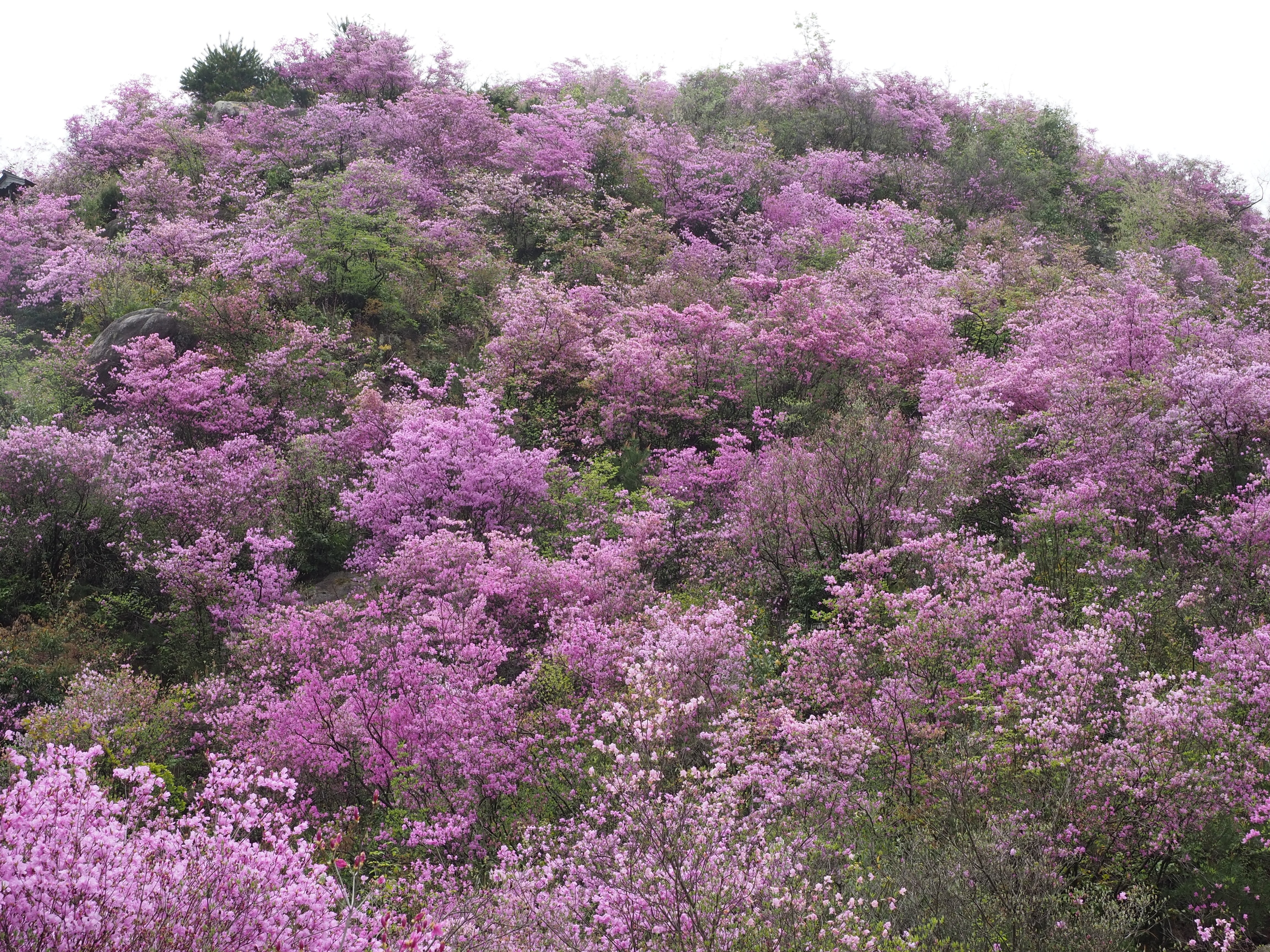 神秘。山採りミツバツツジ。 神秘。山採りミツバツツジ。
