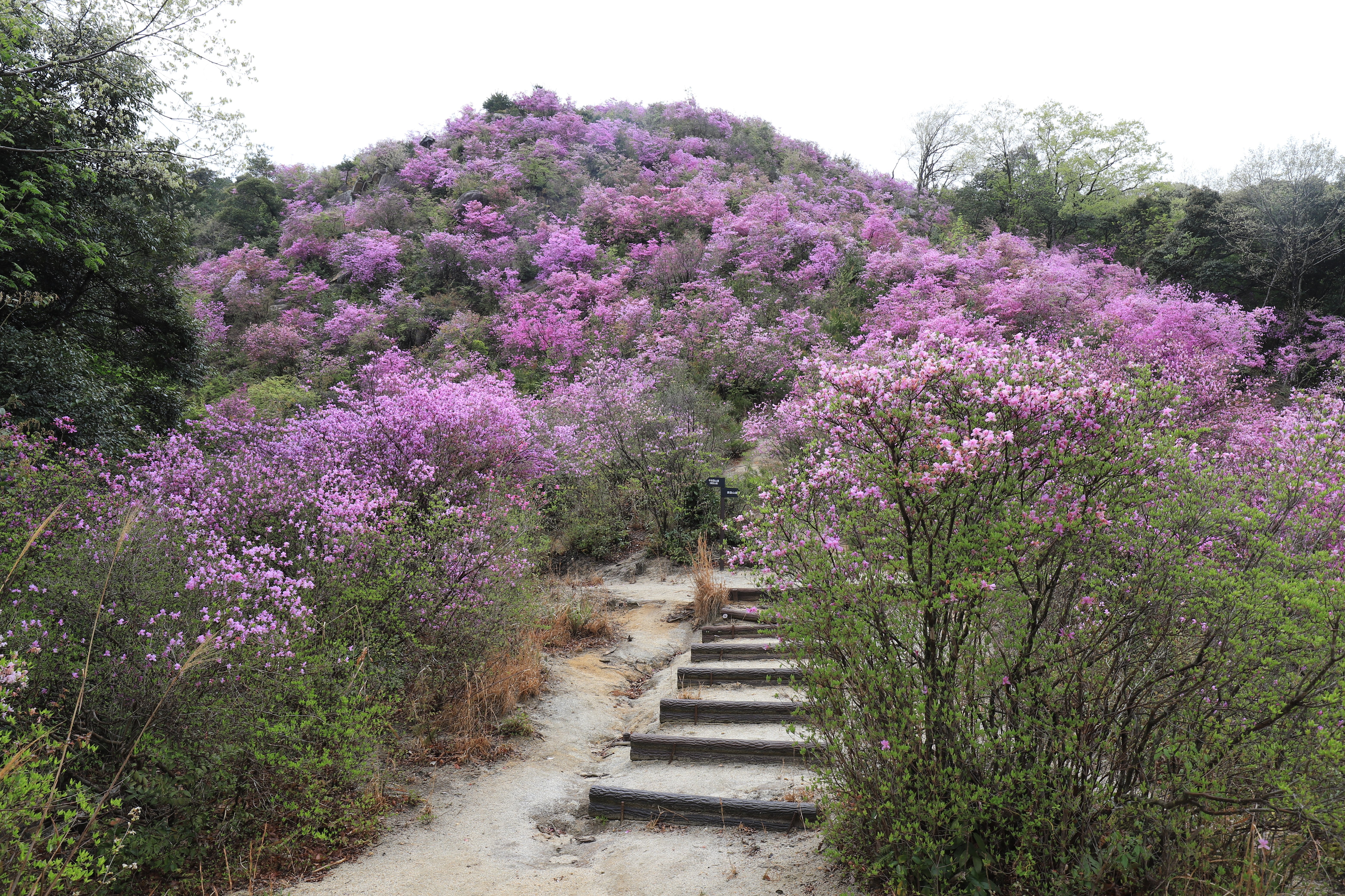 200．宮津市の花コバノミツバツツジ｜sasayan