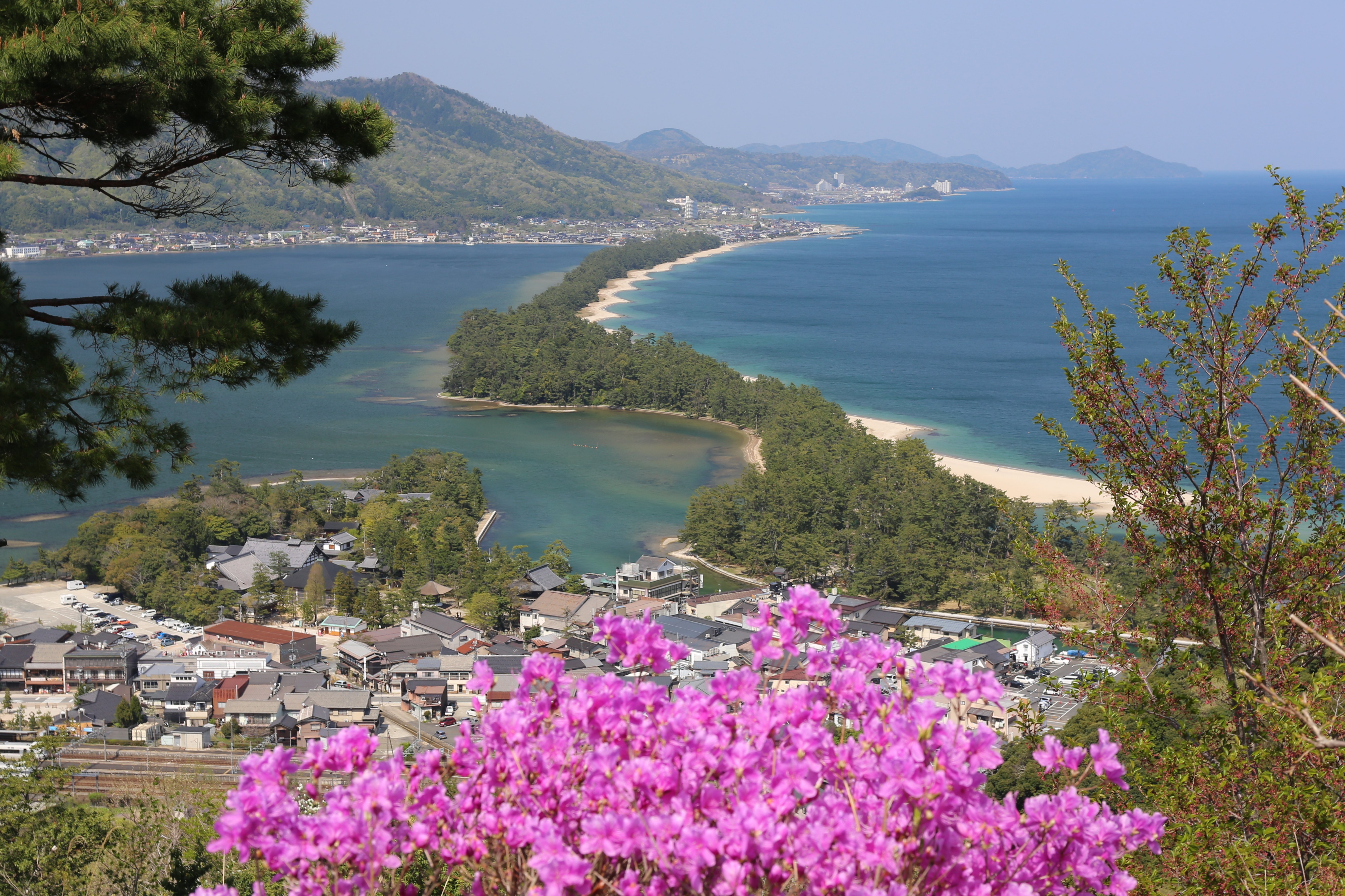 神秘。山採りミツバツツジ。 神秘。山採りミツバツツジ。
